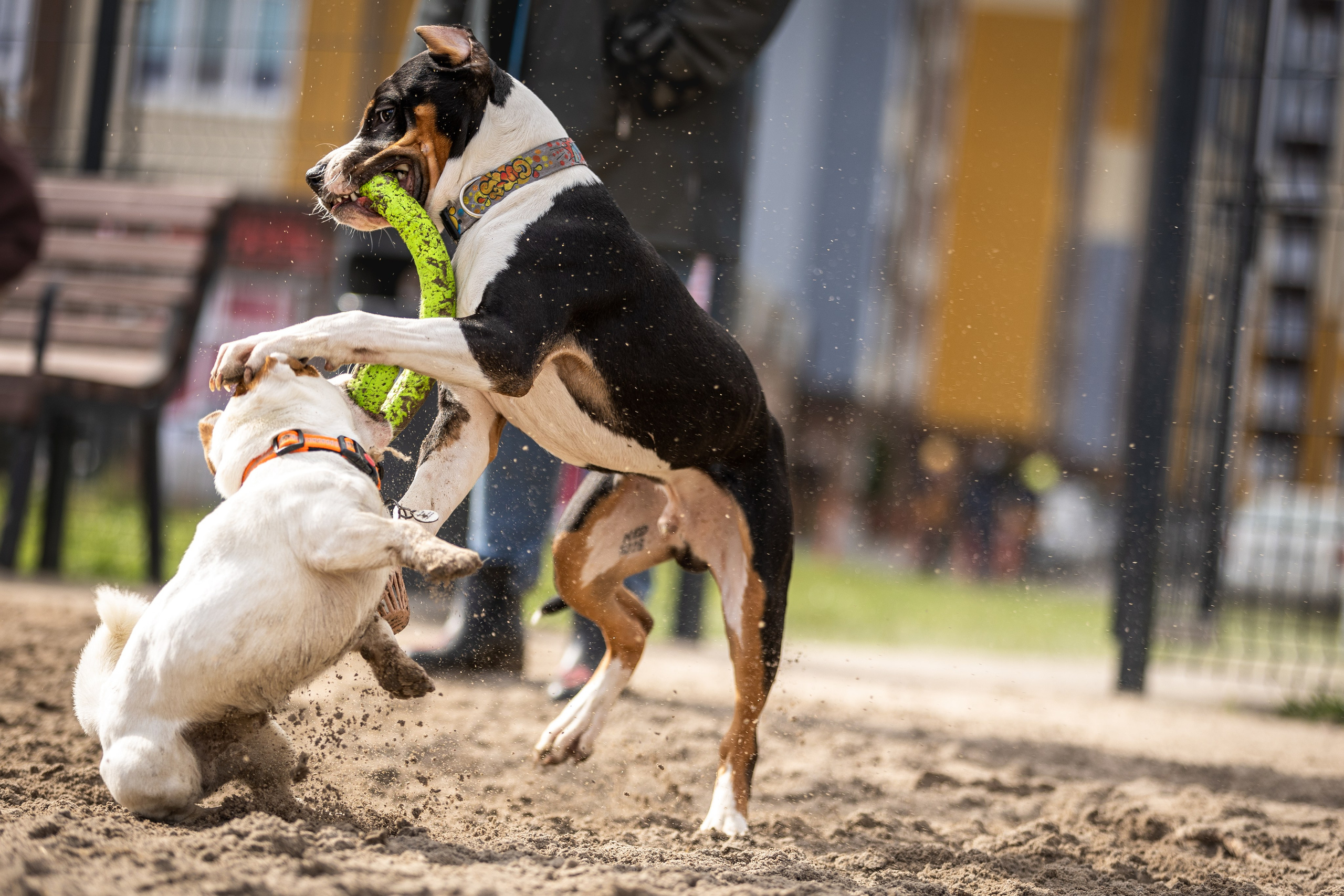 Догтуса 24.03.2024. Ирина Голомб|Фотограф-анималист в  Сочи и Калининграде