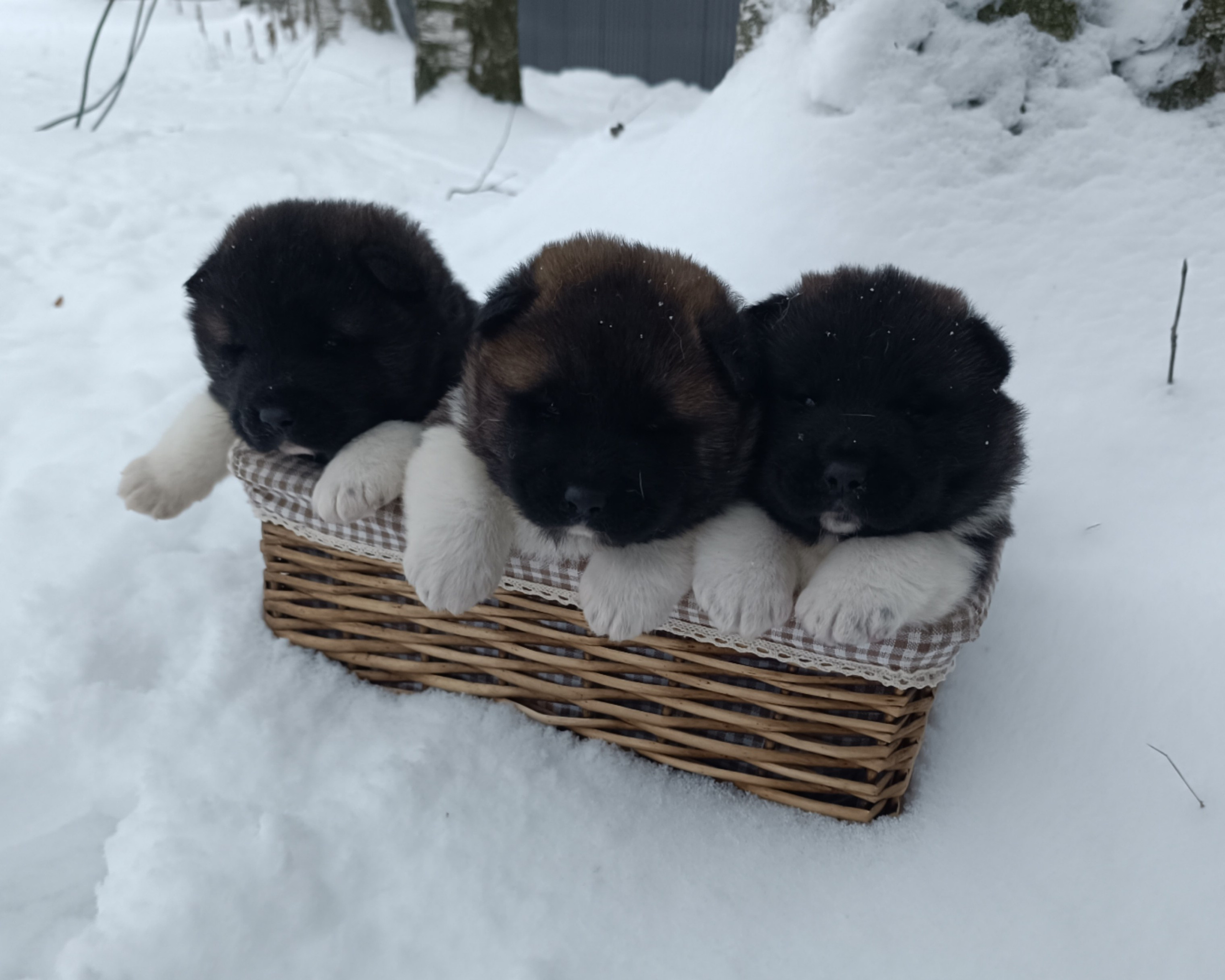 Американская акита  щенки питомник Санкт-Петербург клубные щенки Американская акита питомник RUBYLIGHT Рубилайт купить щенка американской акиты