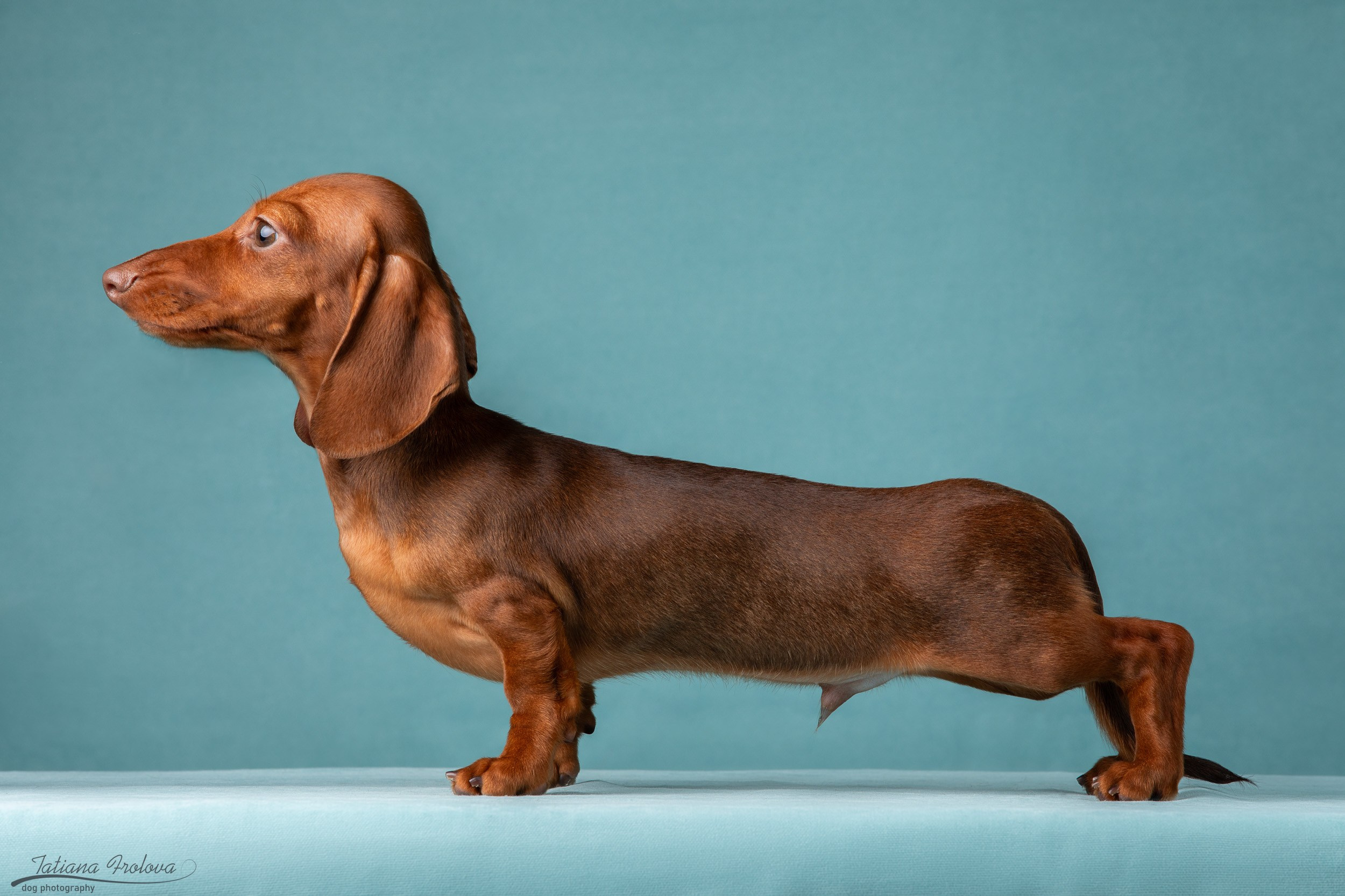 Съемка щенков таксы в минималистичном стиле. Фотограф-анималист в Москве и Московской области Татьяна Фролова