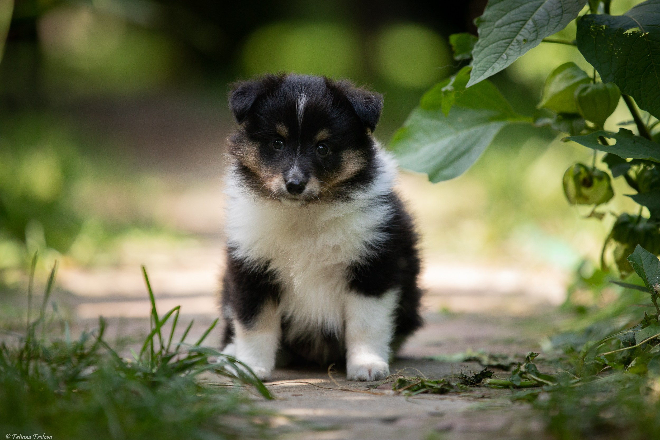 Фото помета щенков для продажи. Фотограф-анималист в Москве и Московской области Татьяна Фролова