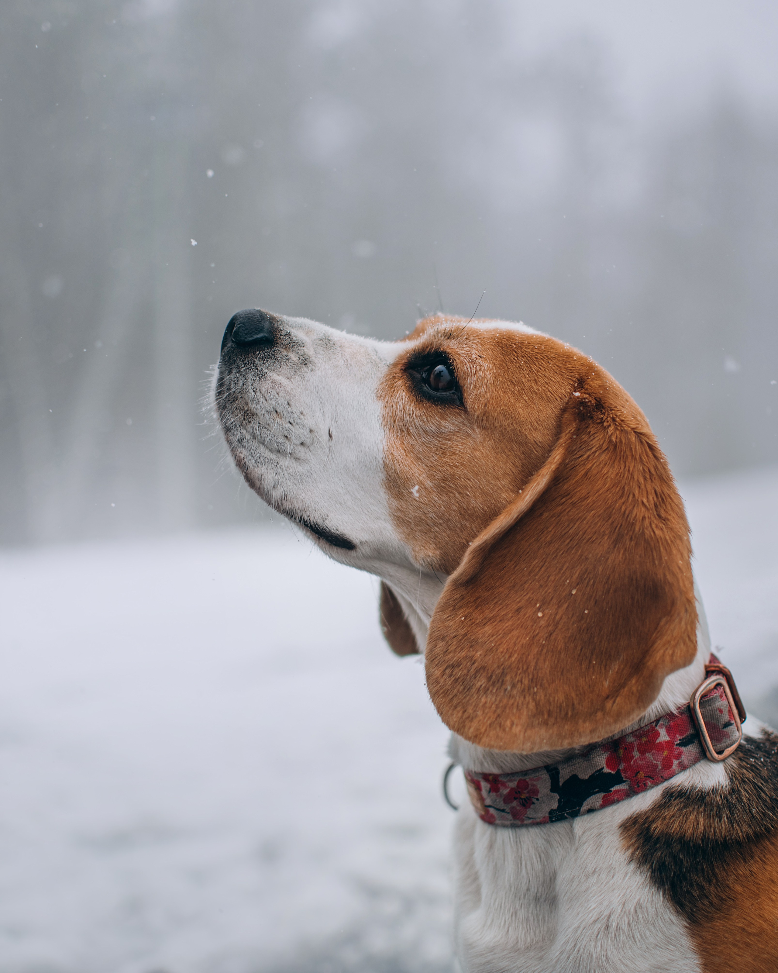 Прогулка с собаками: бигли и Лена. Портфолио