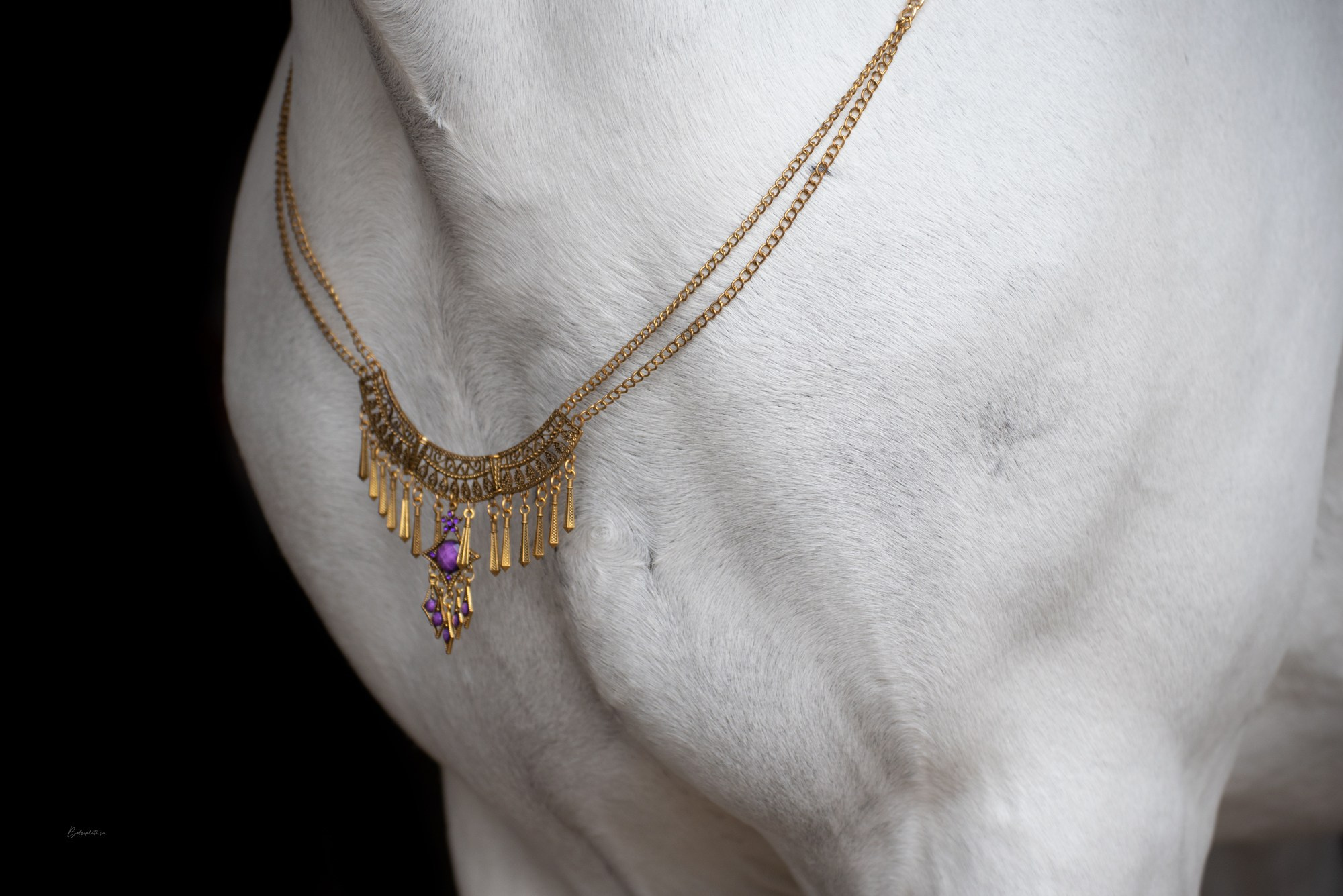 Портрет лошади, лошадь, конь, фото лошади, фотография лошади, конный фотограф, съемка лошадей, фотограф лошадей, конная фотография, конный фотограф, конный фотограф в спб, профессиональный фотограф спб, фотограф спб, ахалтекинец, рысак, спортивная лошадь, конный клуб, фотосессия с лошадьми, тракененская лошадь, тяжеловоз, лошадь, жеребцы, игры жеребцов, табун, в табуне, свободные лошади, орловец, орловский рысак, орловская рысистая порода, рысак