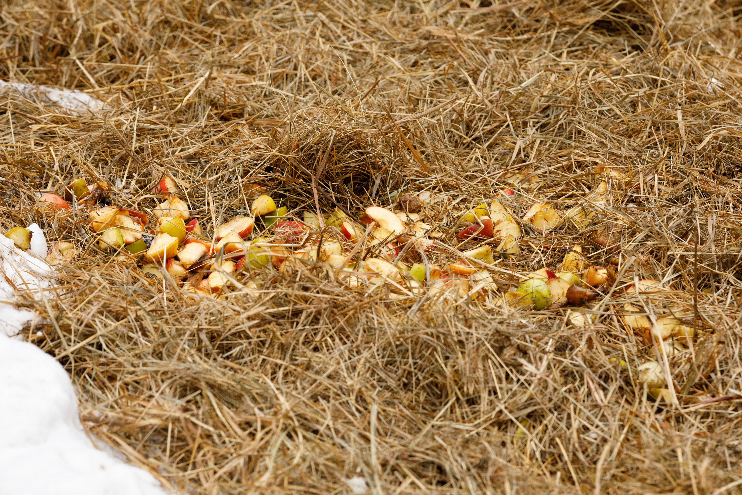 Косули. Фотограф Андрей Гузеев