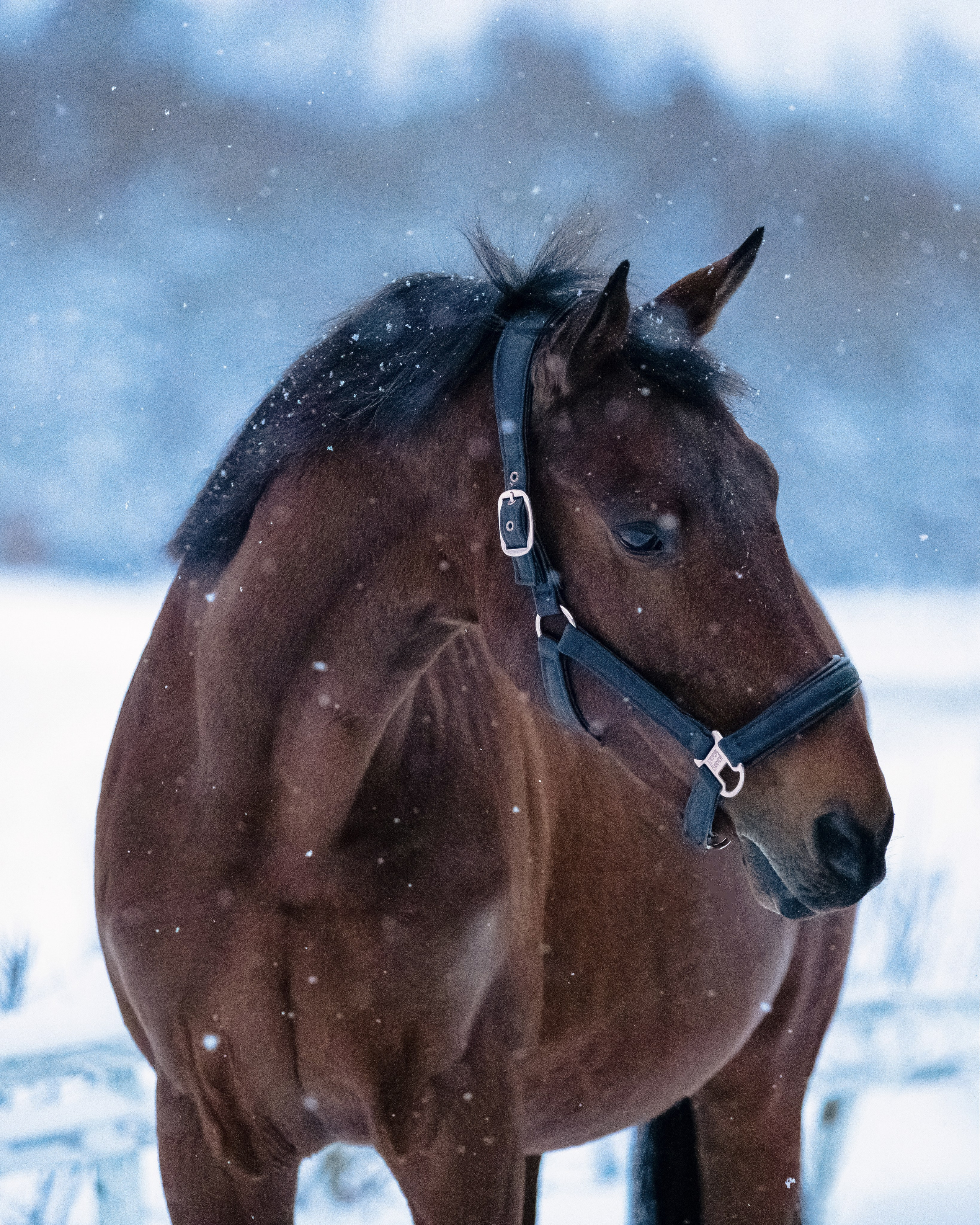 Браво. Фотограф-анималист Смирнова Клеопатра|Москва