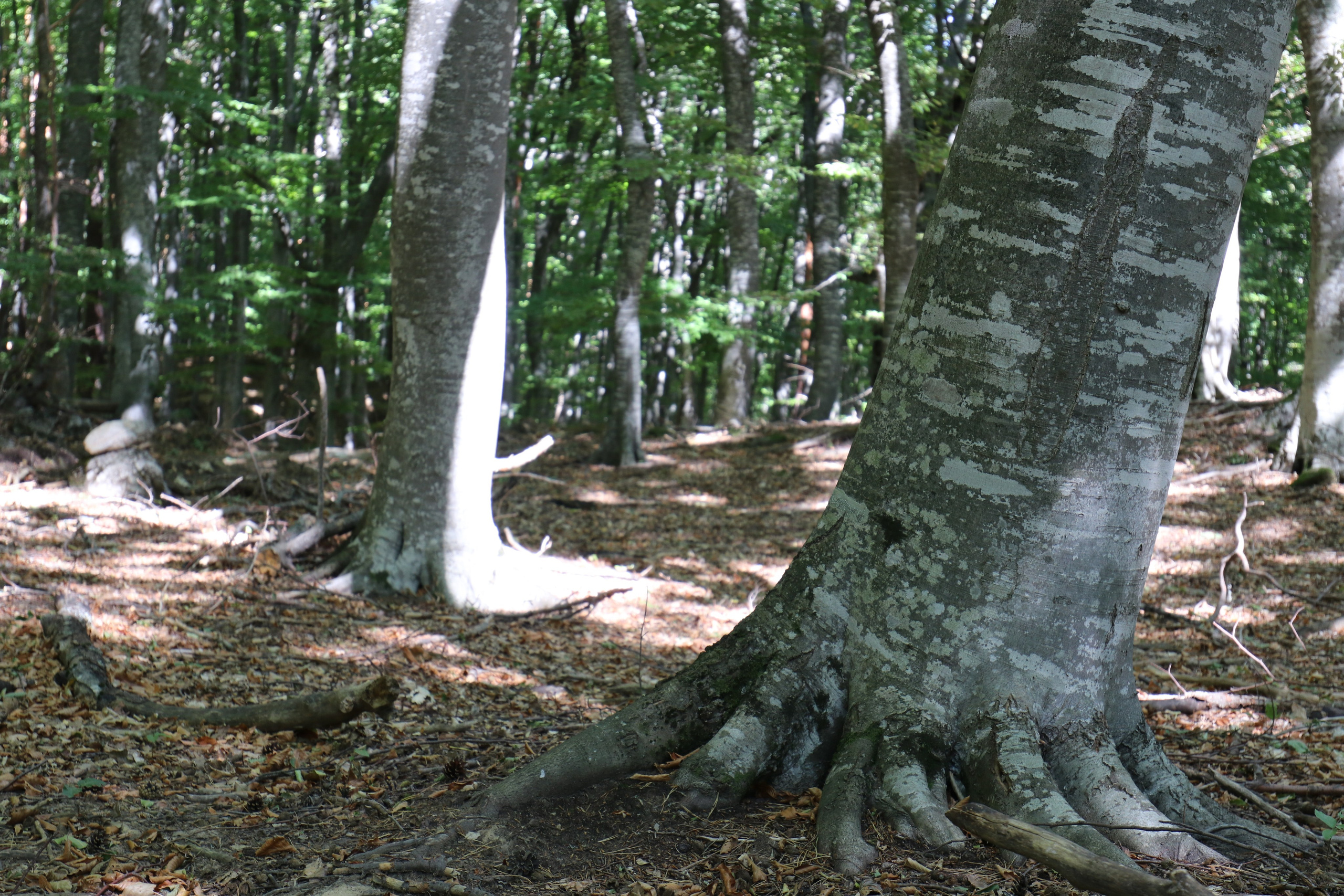 Крым. ЮБК (Фиолент, Ай-Петри, Роман-Кош). Знакомство. Октябрь 2017. Путешественник-фотограф из Санкт-Петербурга Татьяна Свистулина