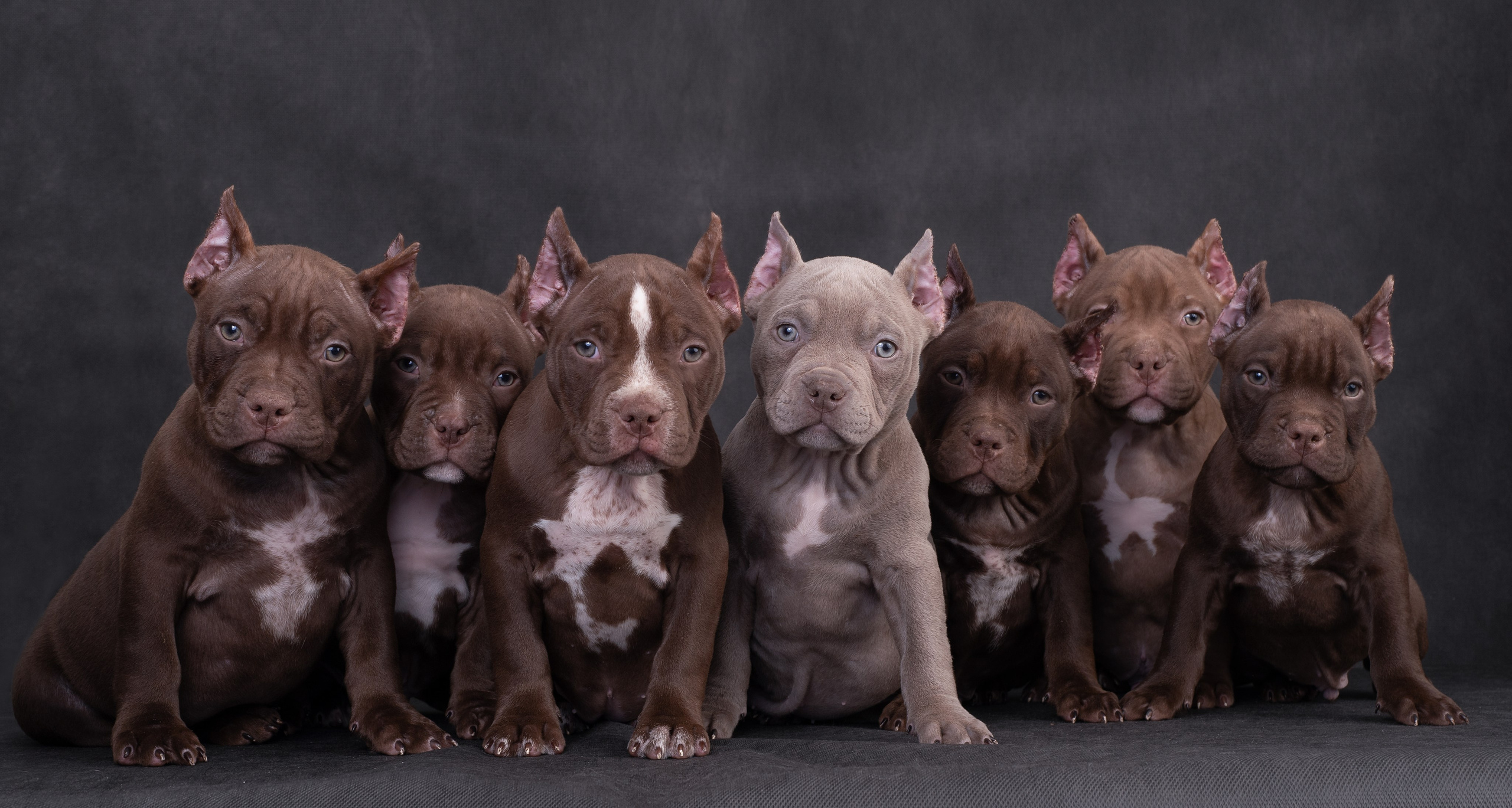 Щенки в домашней студии. Фотограф анималист в Казани Алина Сулейманова. Фотограф животных