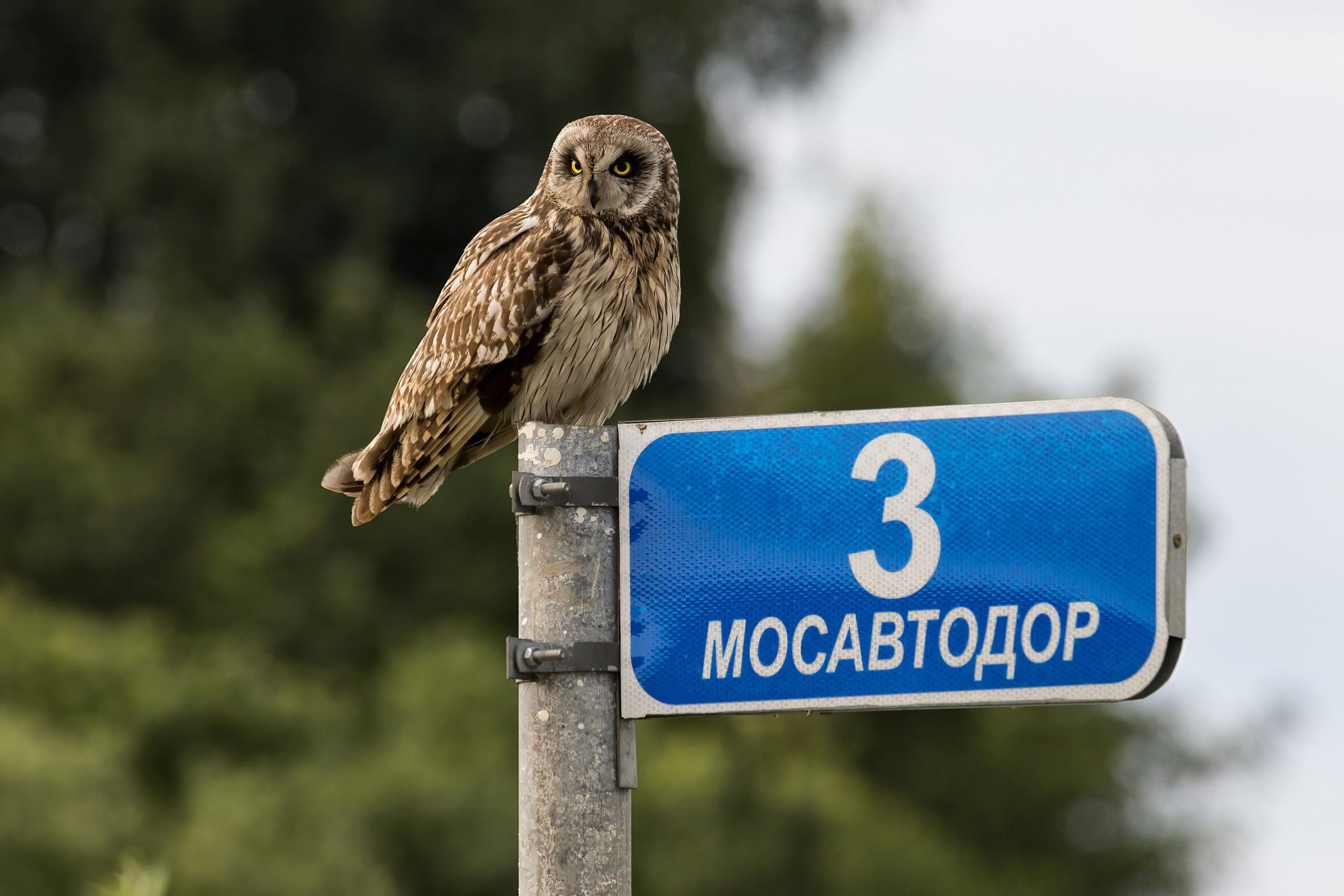 Болотная сова. Photomantis