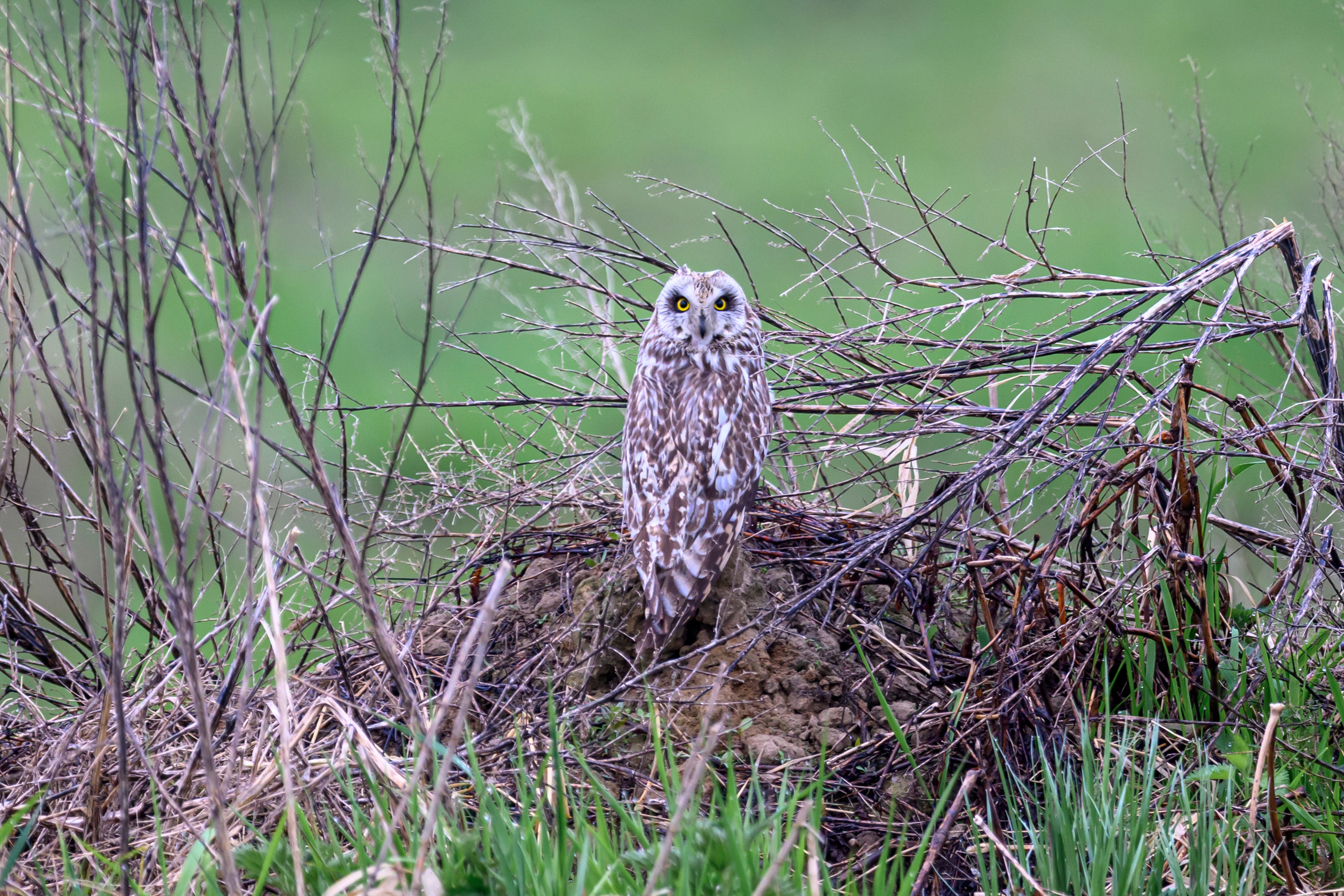 Сова. Wildlife photography by Sergey Puponin