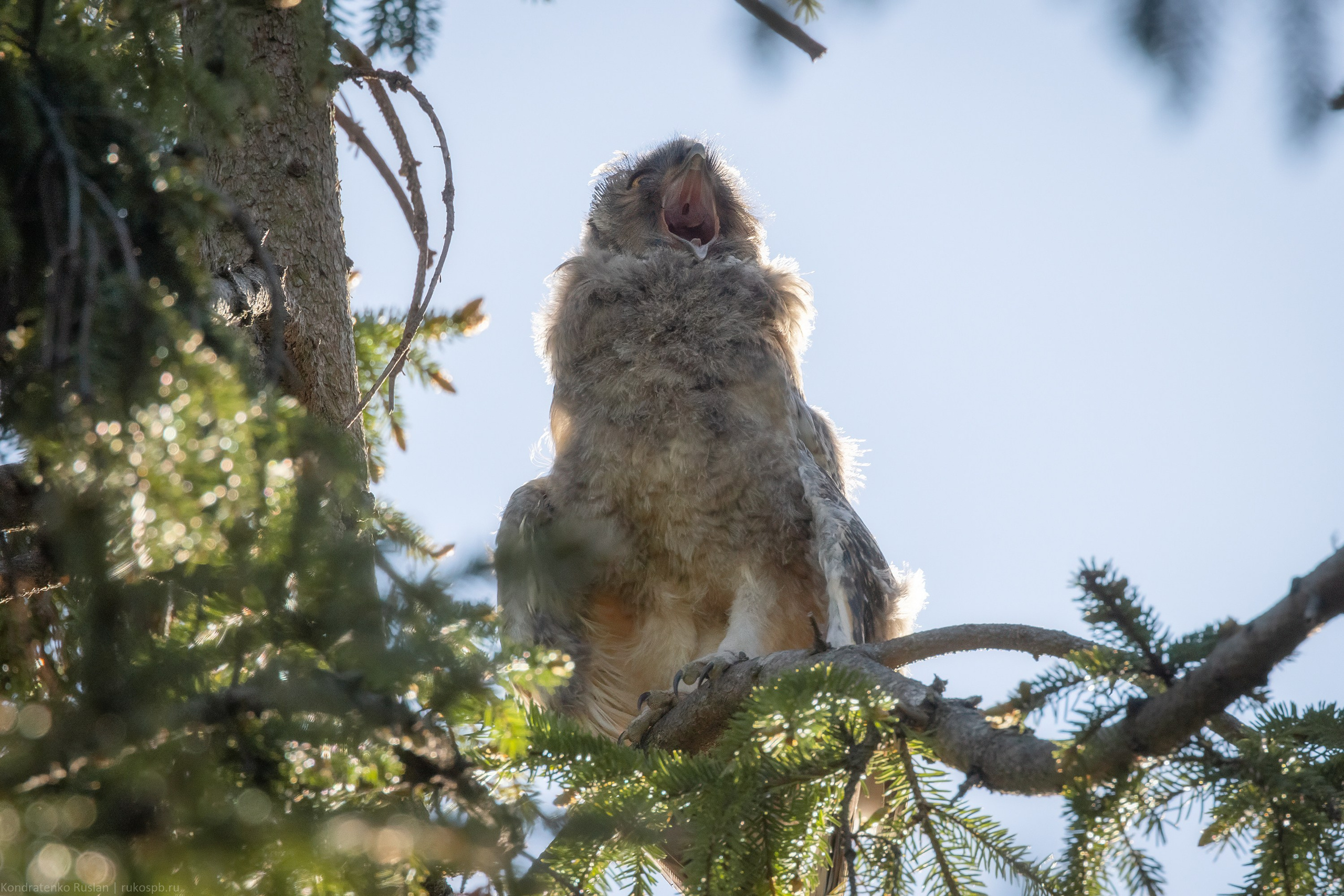 Ушастая сова. Архитектурный и пейзажный фотограф Кондратенко Руслан, Санкт-Петербург