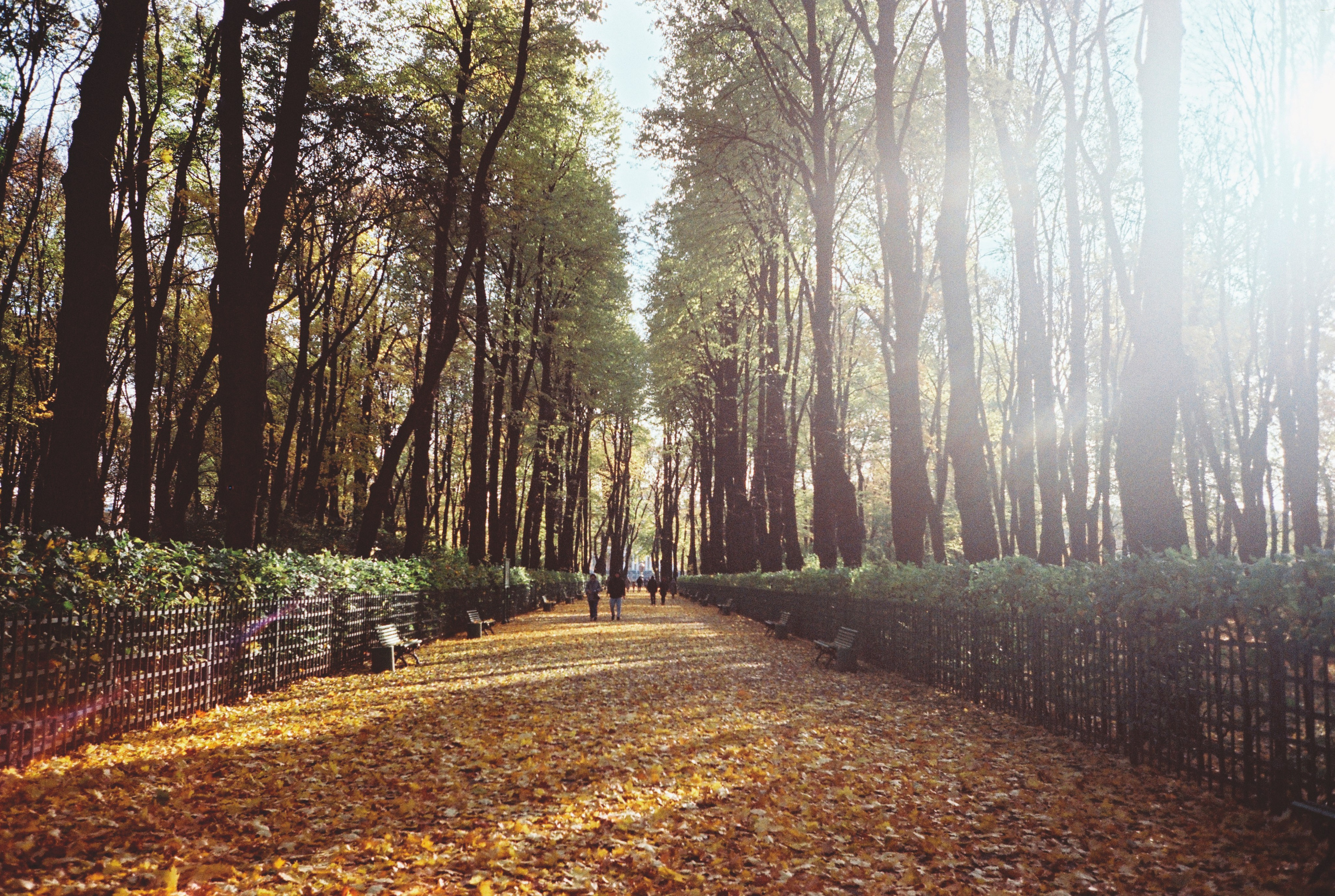 Фотографии цветные. Свадебный и семейный пленочный фотограф в Петербурге Истомина Ирина