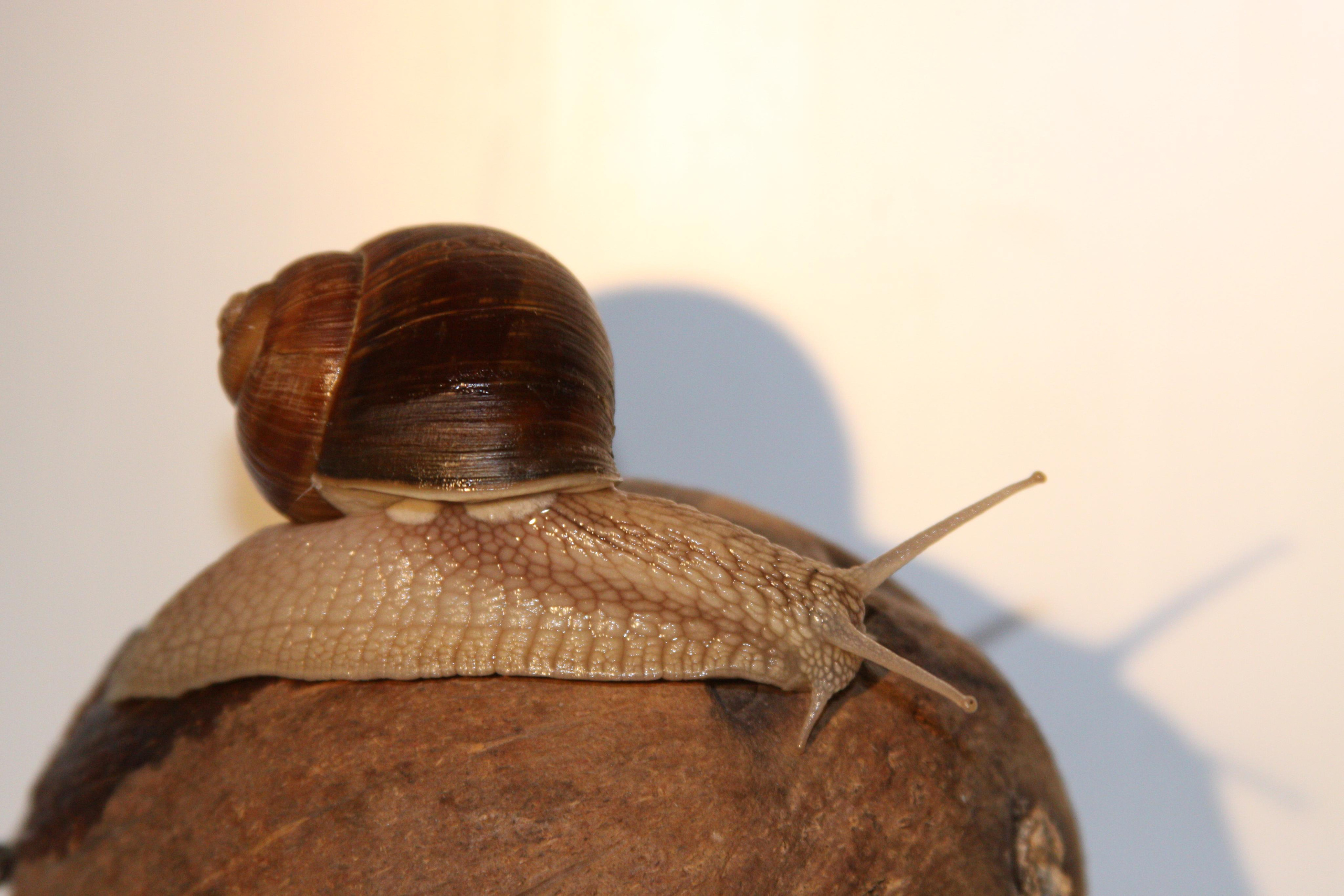 Природа. Матвей Лебедев: фото и видео, сайты. Москва, Жуковский, Малаховка