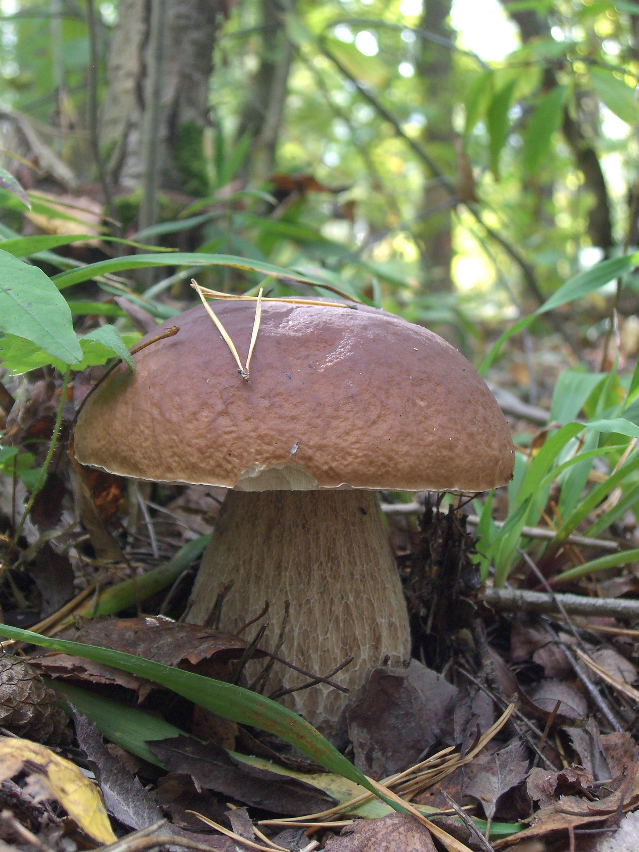 Природа. Матвей Лебедев: фото и видео, сайты. Москва, Жуковский, Малаховка