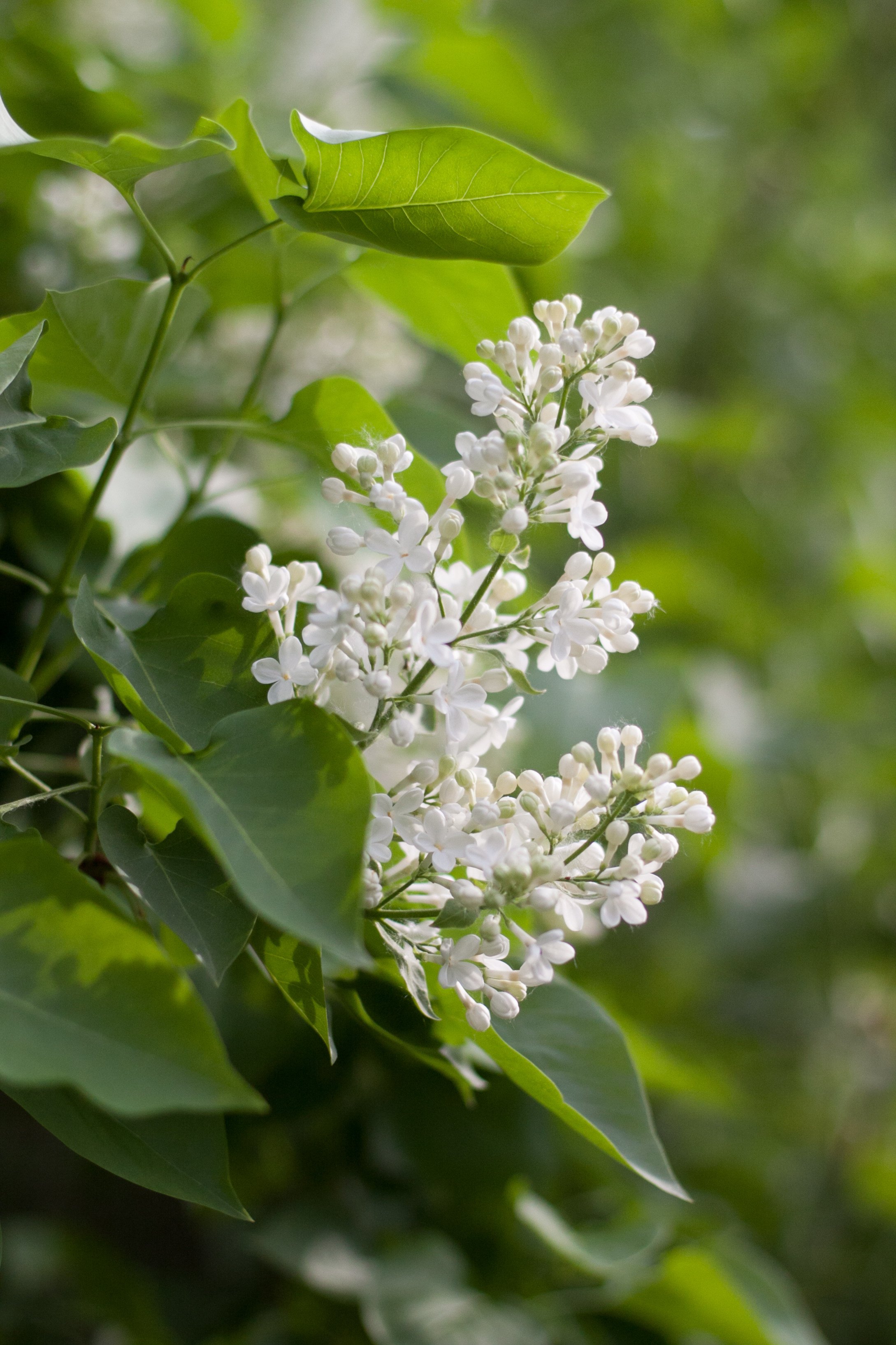 Природа. Матвей Лебедев: фото и видео, сайты. Москва, Жуковский, Малаховка
