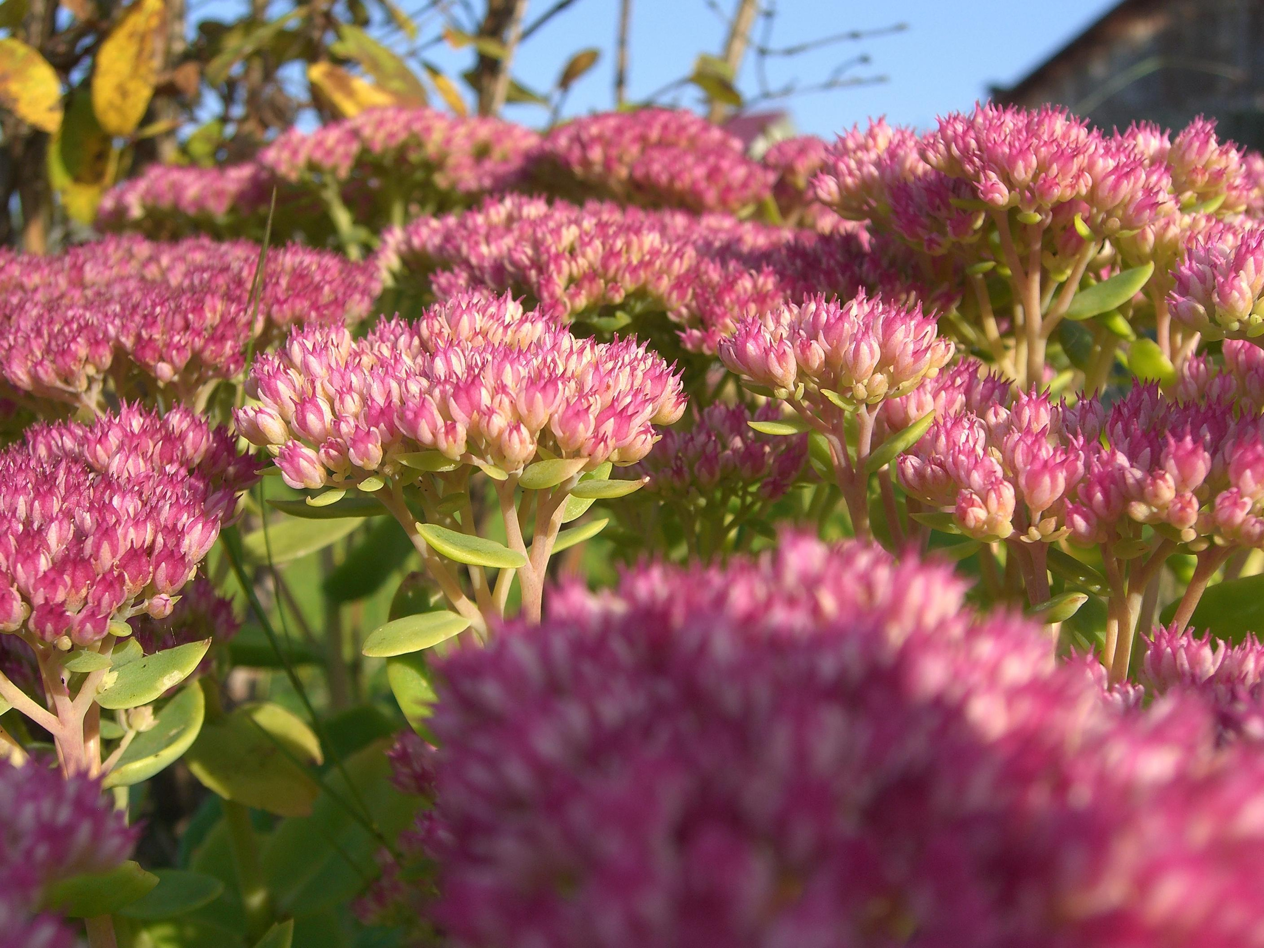 Природа. Матвей Лебедев: фото и видео, сайты. Москва, Жуковский, Малаховка