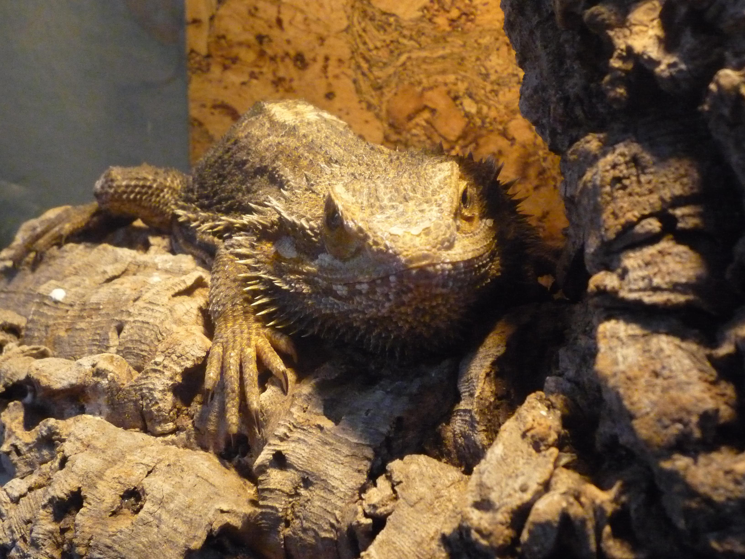 Природа. Матвей Лебедев: фото и видео, сайты. Москва, Жуковский, Малаховка