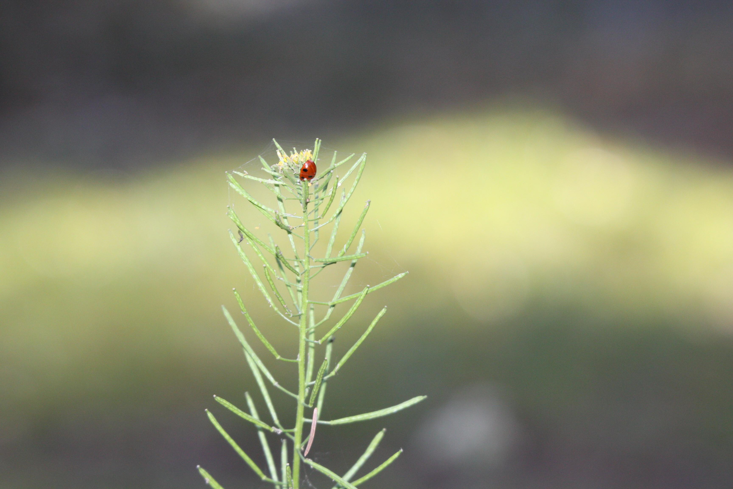 Природа. Матвей Лебедев: фото и видео, сайты. Москва, Жуковский, Малаховка