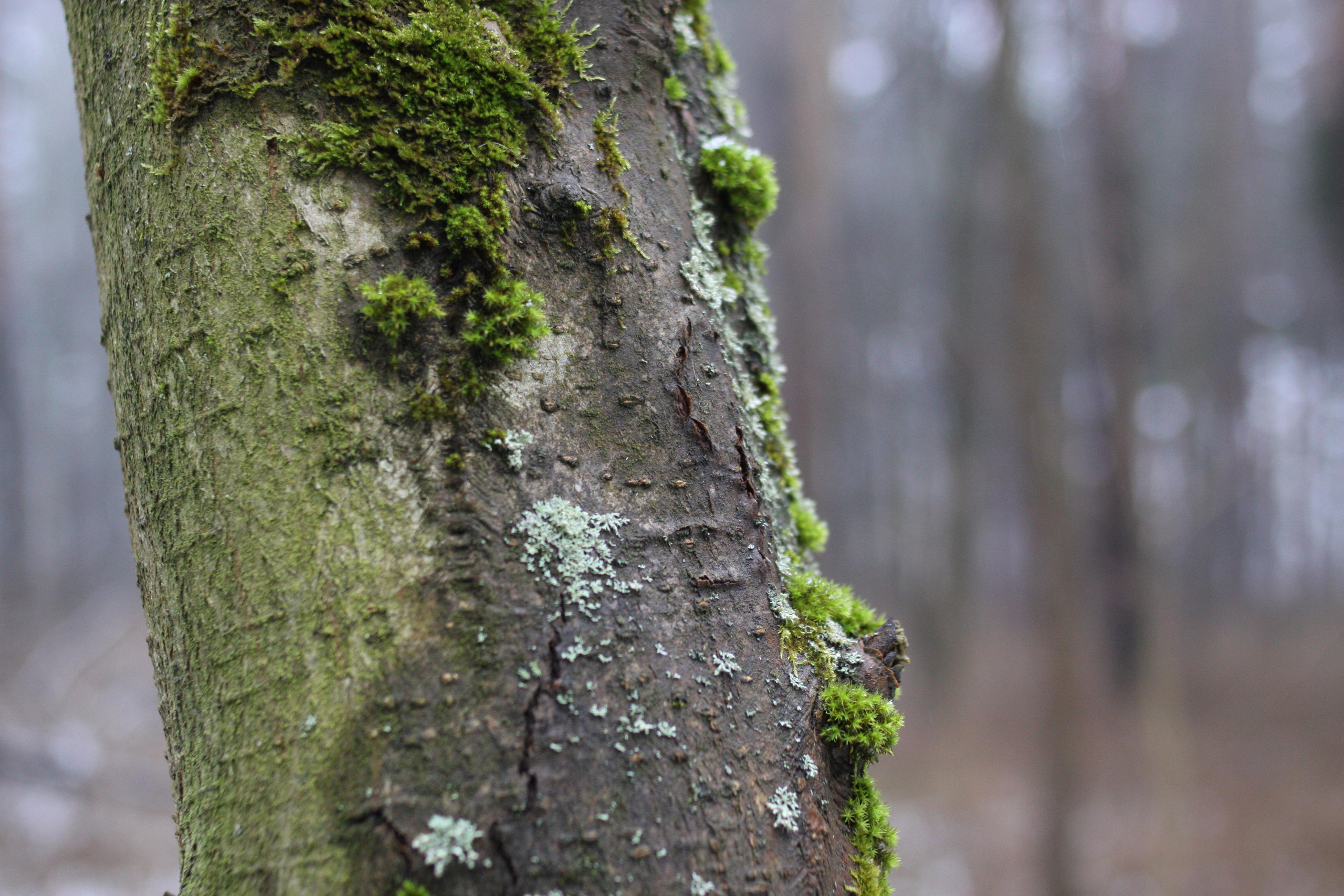 Природа. Матвей Лебедев: фото и видео, сайты. Москва, Жуковский, Малаховка