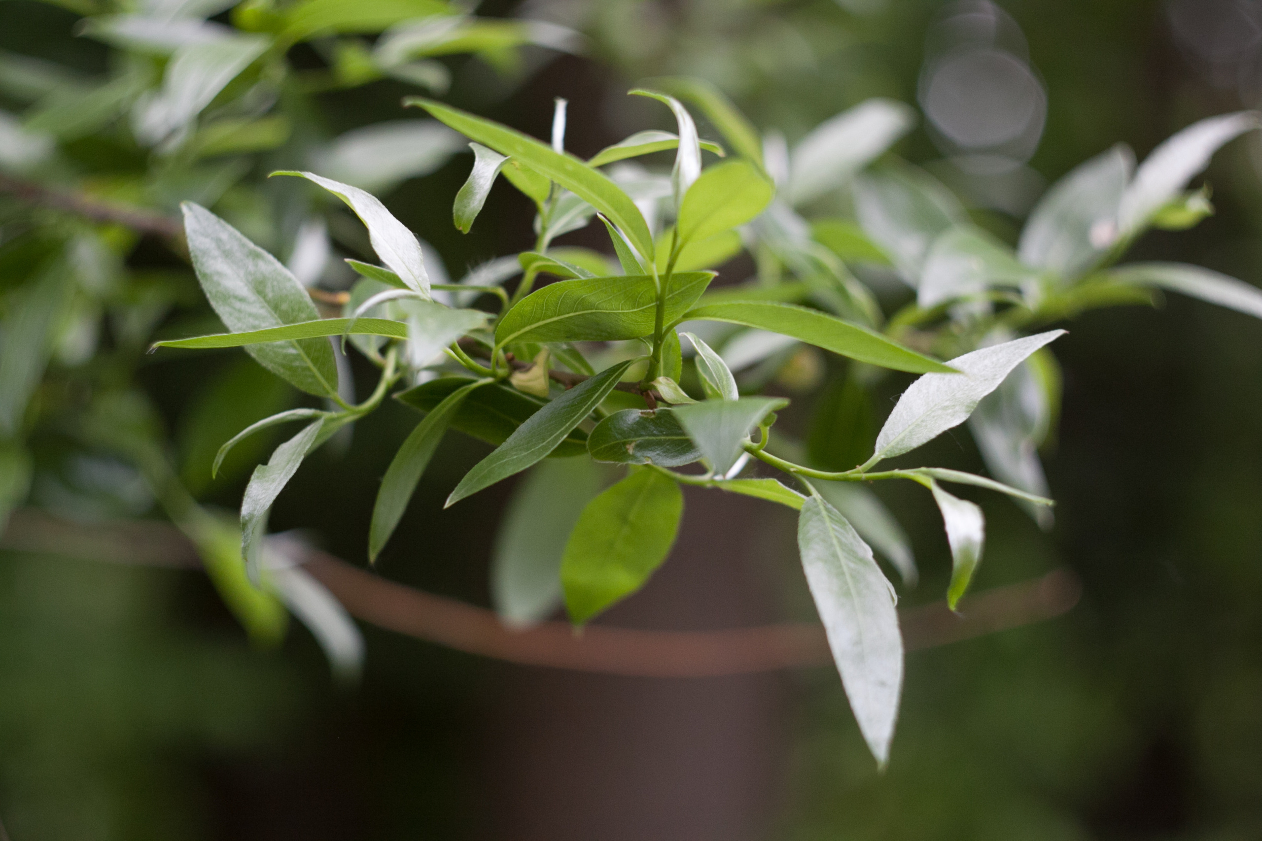 Природа. Матвей Лебедев: фото и видео, сайты. Москва, Жуковский, Малаховка