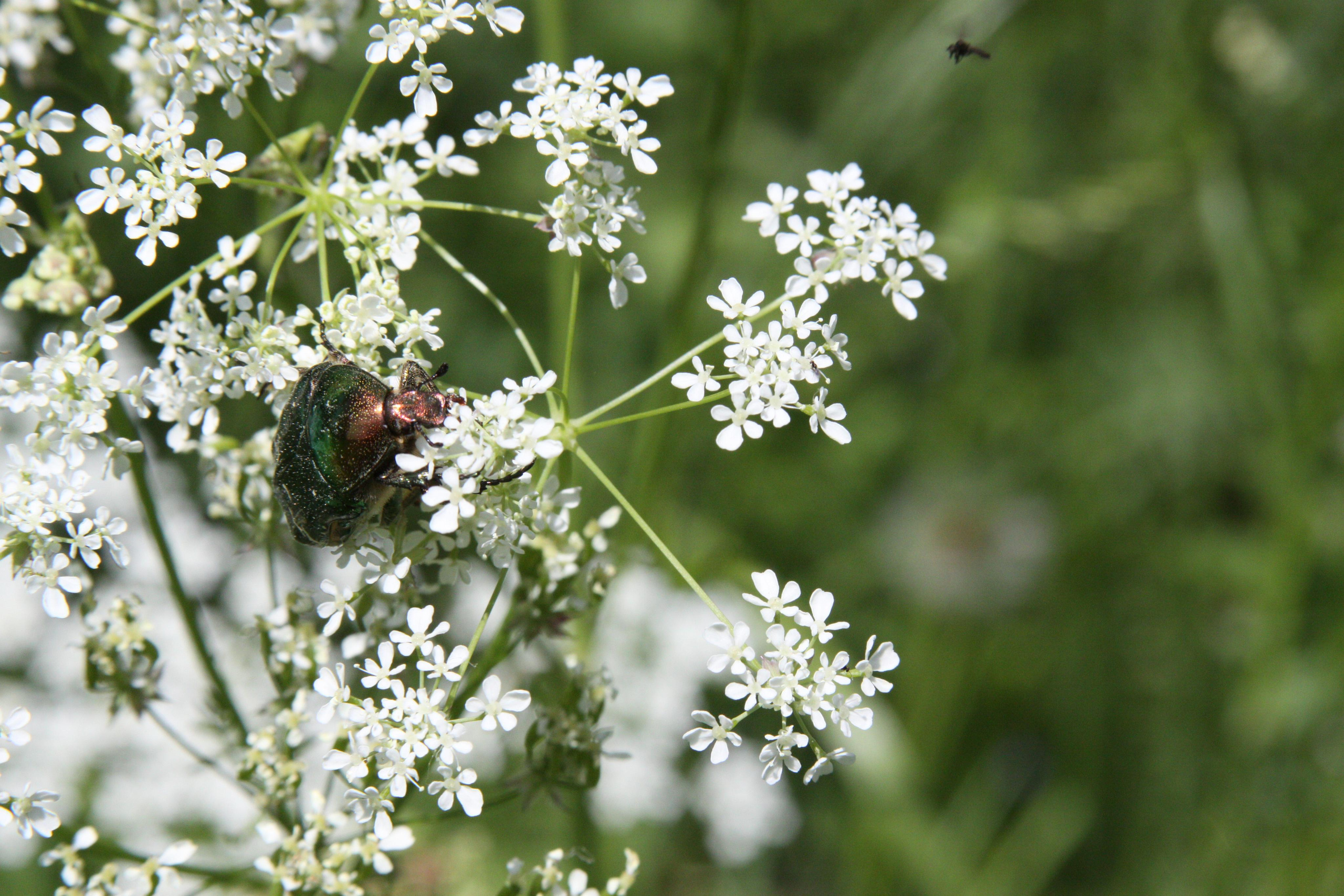 Природа. Матвей Лебедев: фото и видео, сайты. Москва, Жуковский, Малаховка