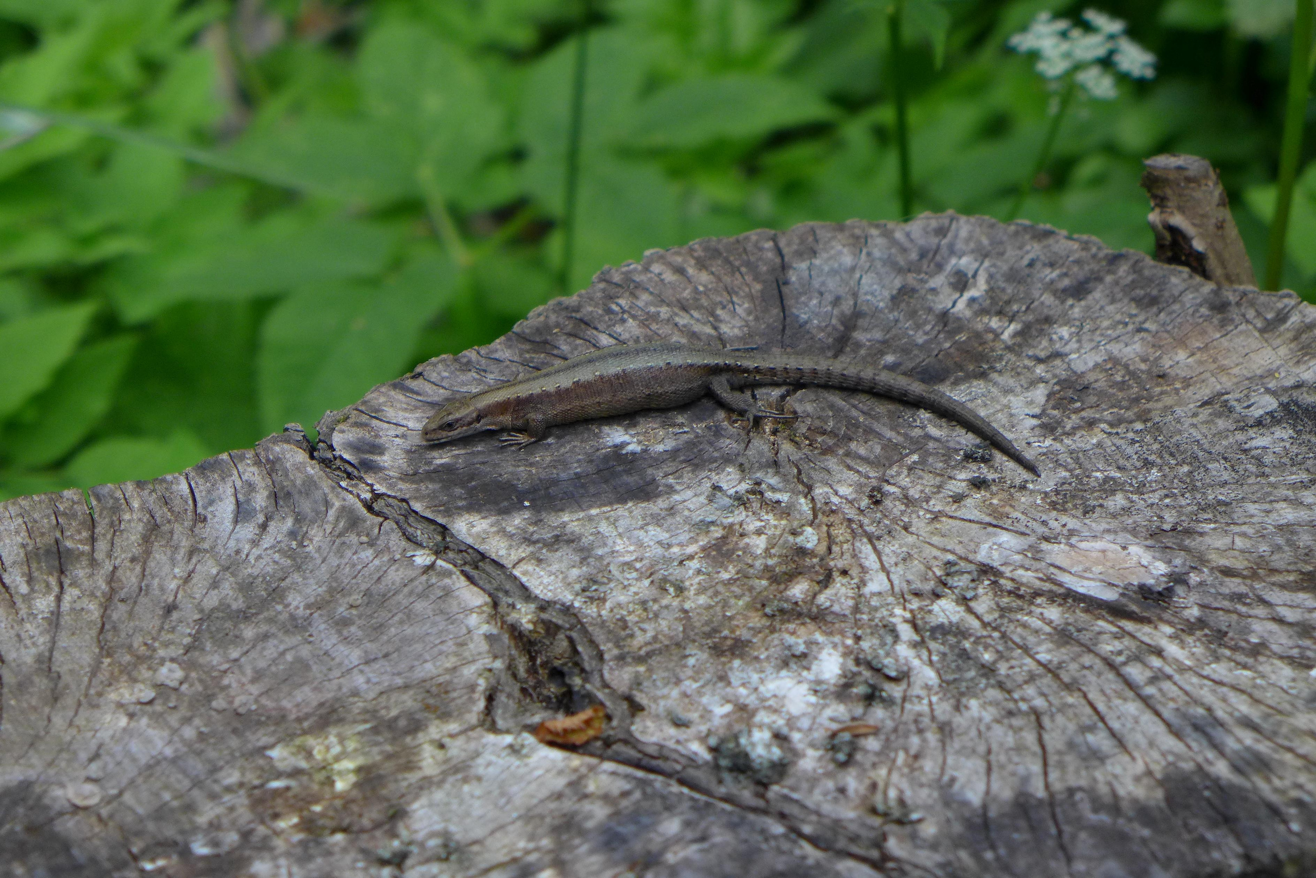 Природа. Матвей Лебедев: фото и видео, сайты. Москва, Жуковский, Малаховка