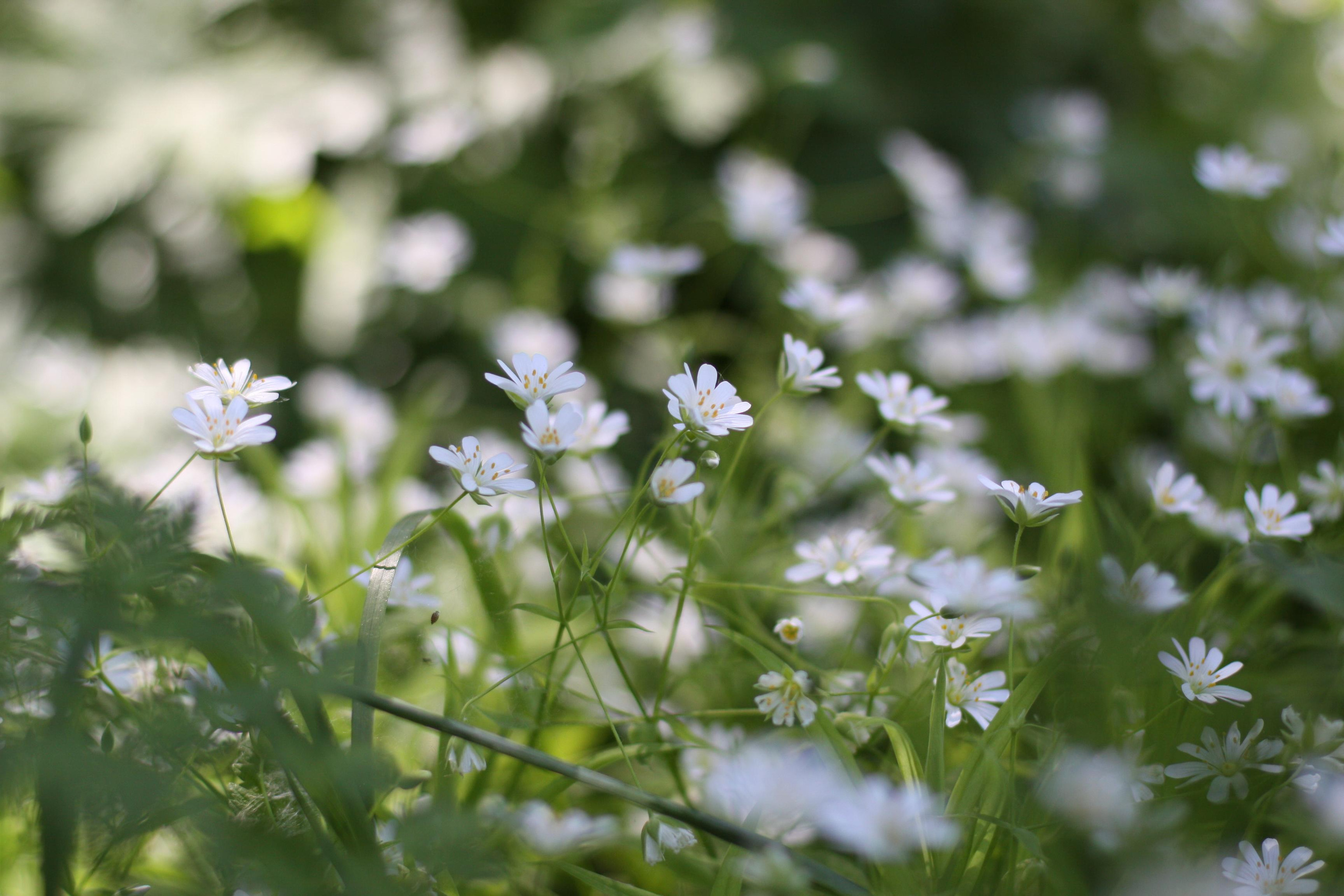 Природа. Матвей Лебедев: фото и видео, сайты. Москва, Жуковский, Малаховка