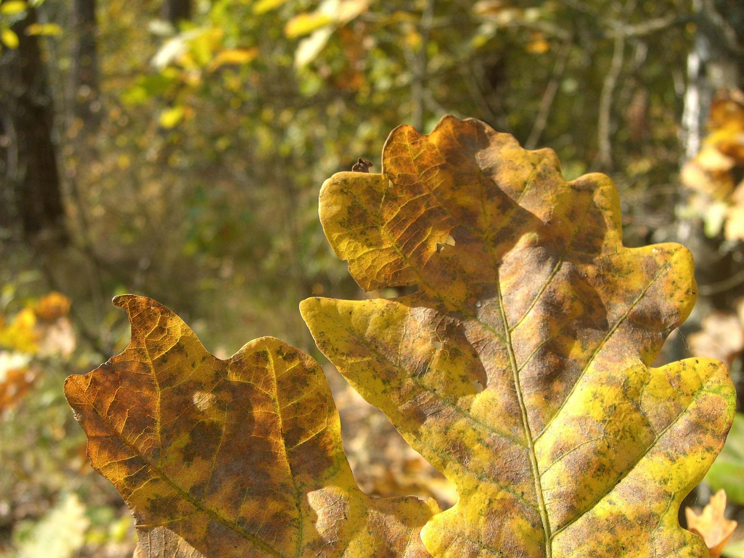 Природа. Матвей Лебедев: фото и видео, сайты. Москва, Жуковский, Малаховка