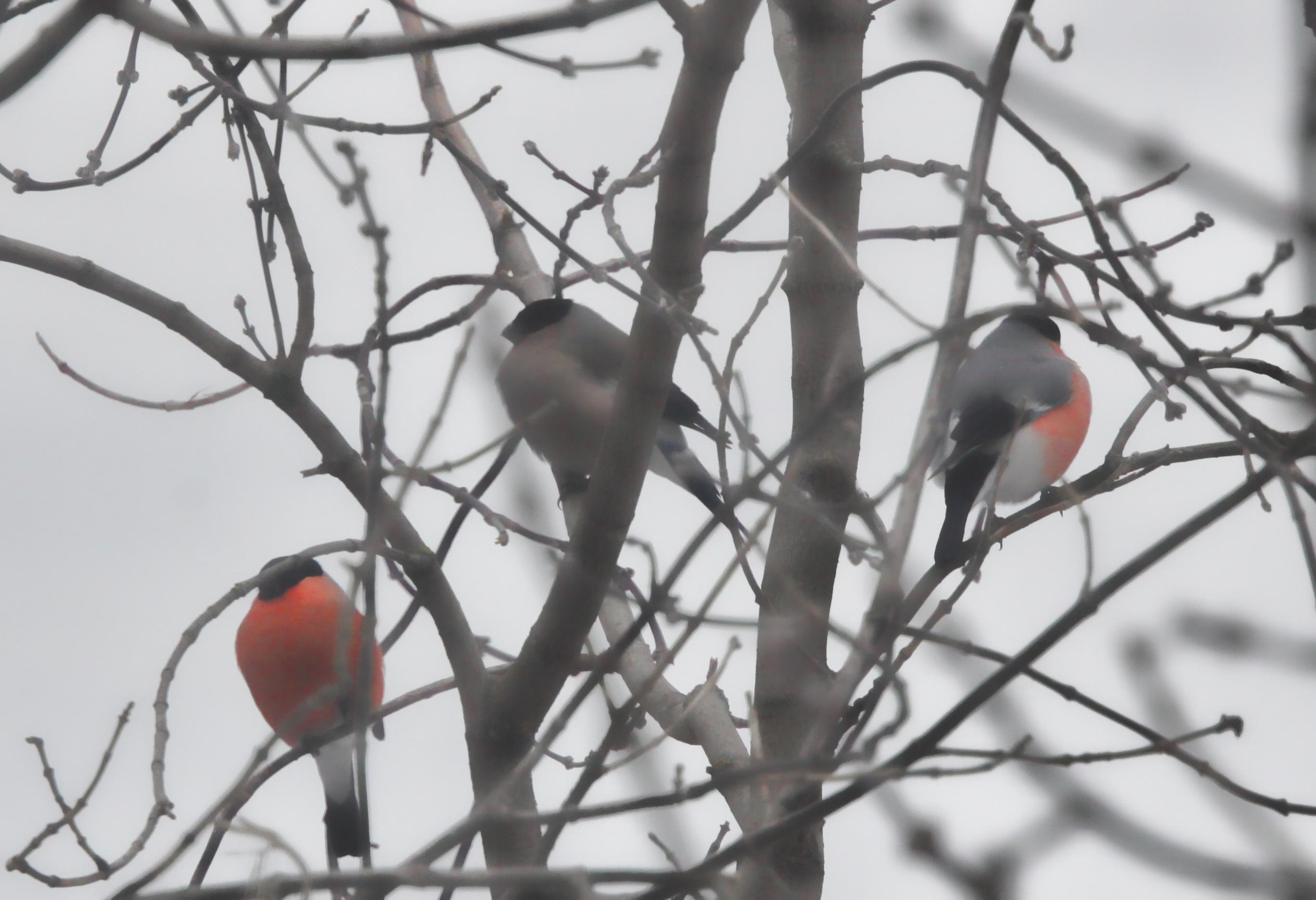 Природа. Матвей Лебедев: фото и видео, сайты. Москва, Жуковский, Малаховка