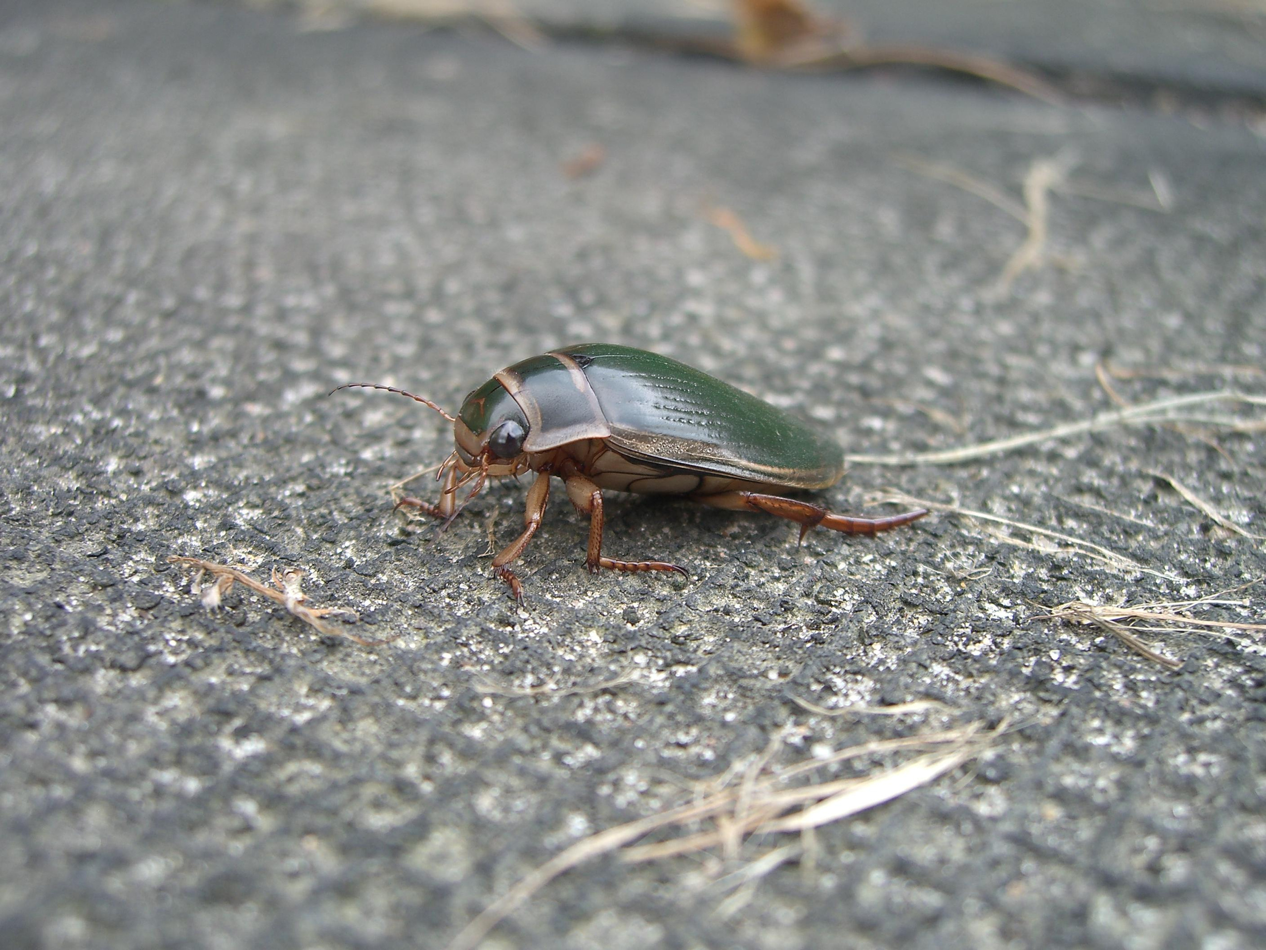 Природа. Матвей Лебедев: фото и видео, сайты. Москва, Жуковский, Малаховка