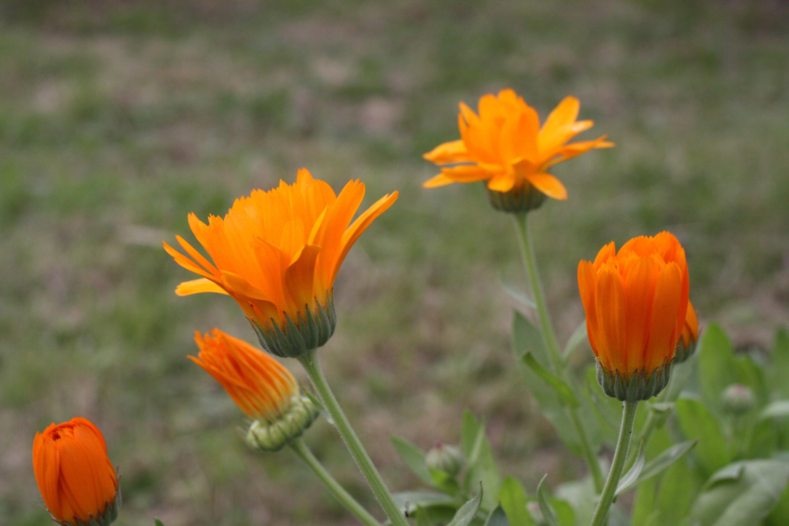 Природа. Матвей Лебедев: фото и видео, сайты. Москва, Жуковский, Малаховка