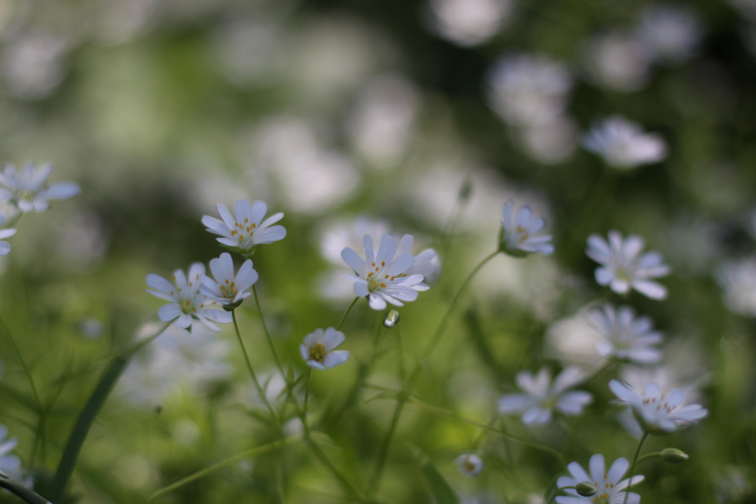 Природа. Матвей Лебедев: фото и видео, сайты. Москва, Жуковский, Малаховка