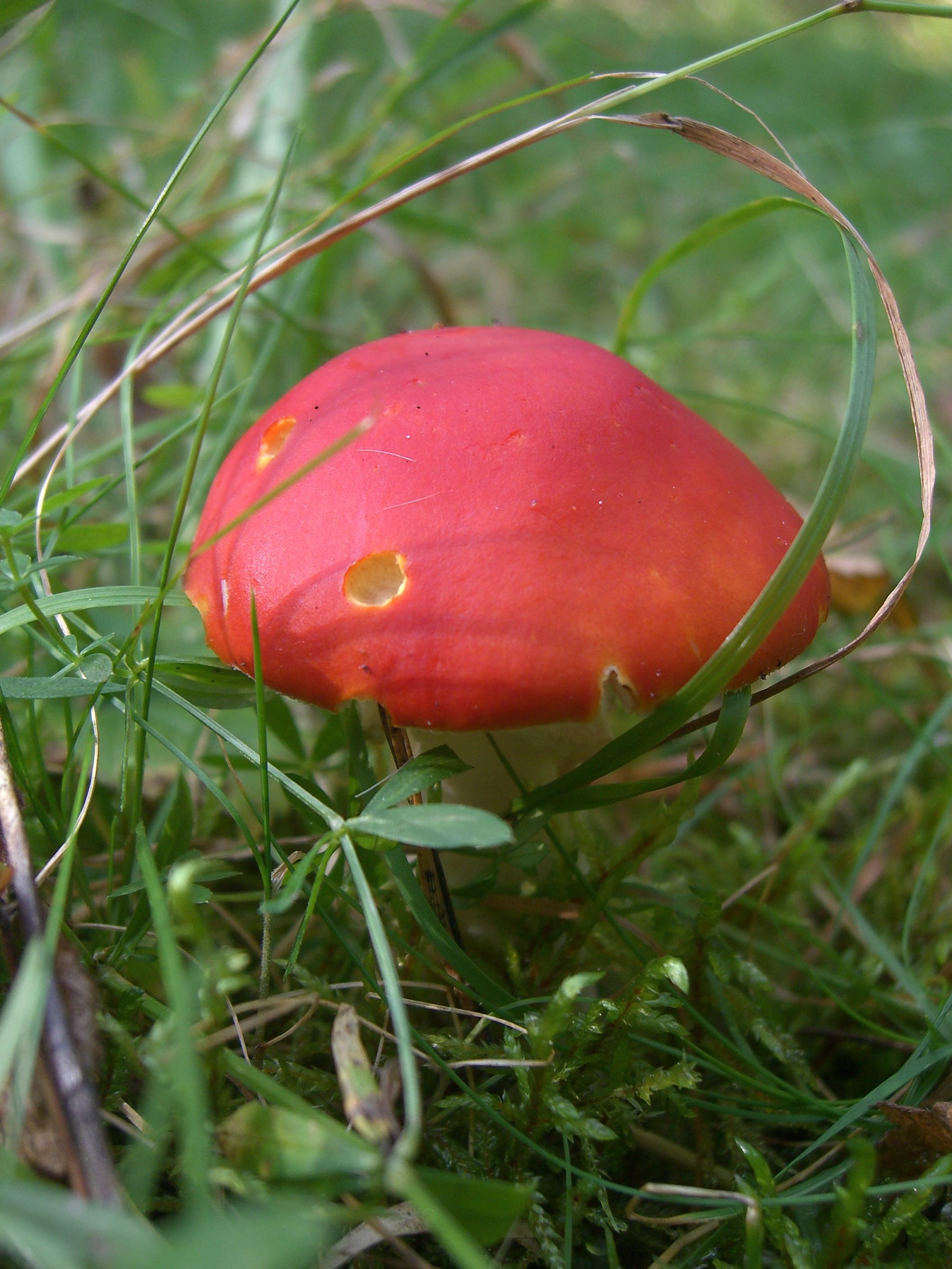 Природа. Матвей Лебедев: фото и видео, сайты. Москва, Жуковский, Малаховка