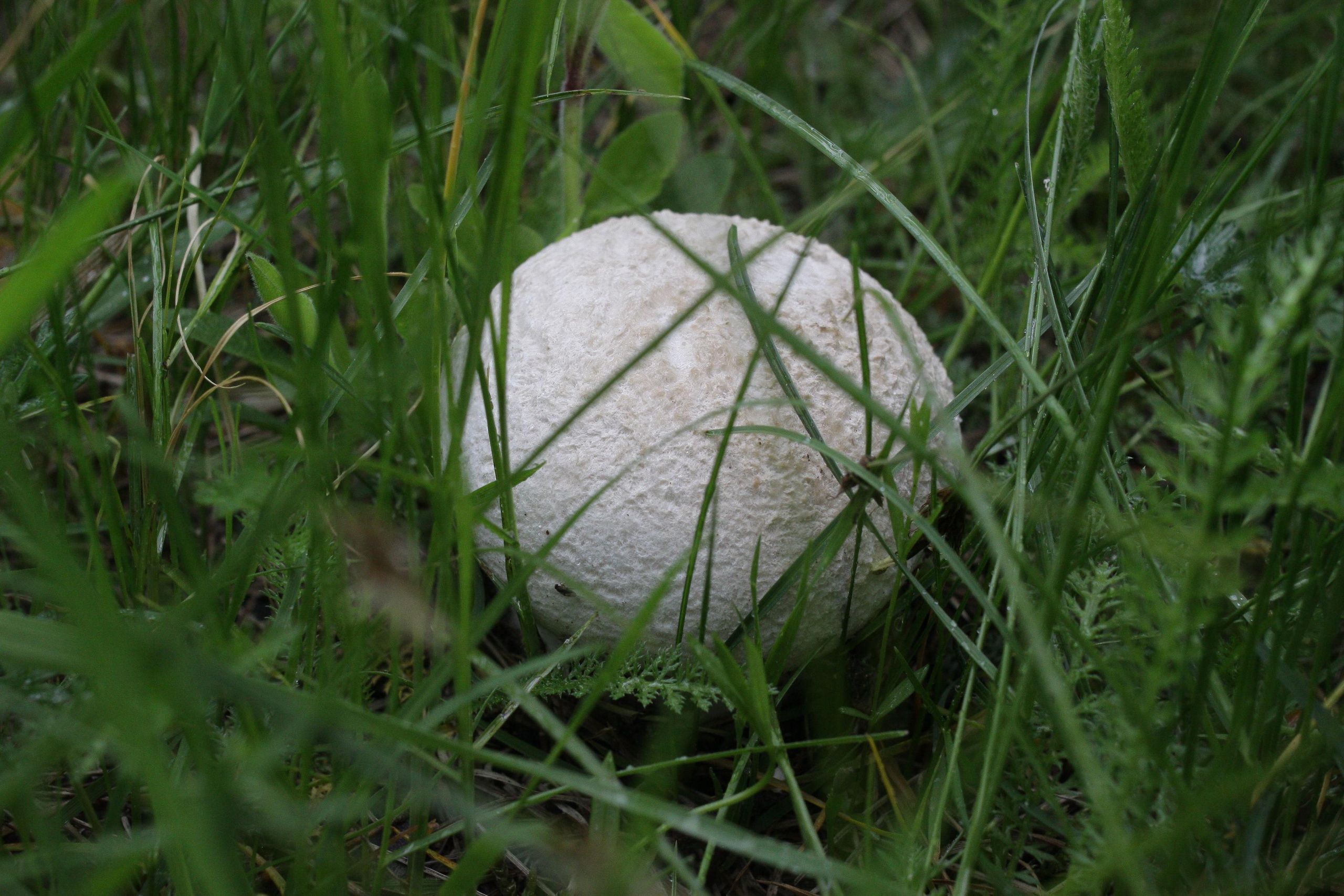 Природа. Матвей Лебедев: фото и видео, сайты. Москва, Жуковский, Малаховка