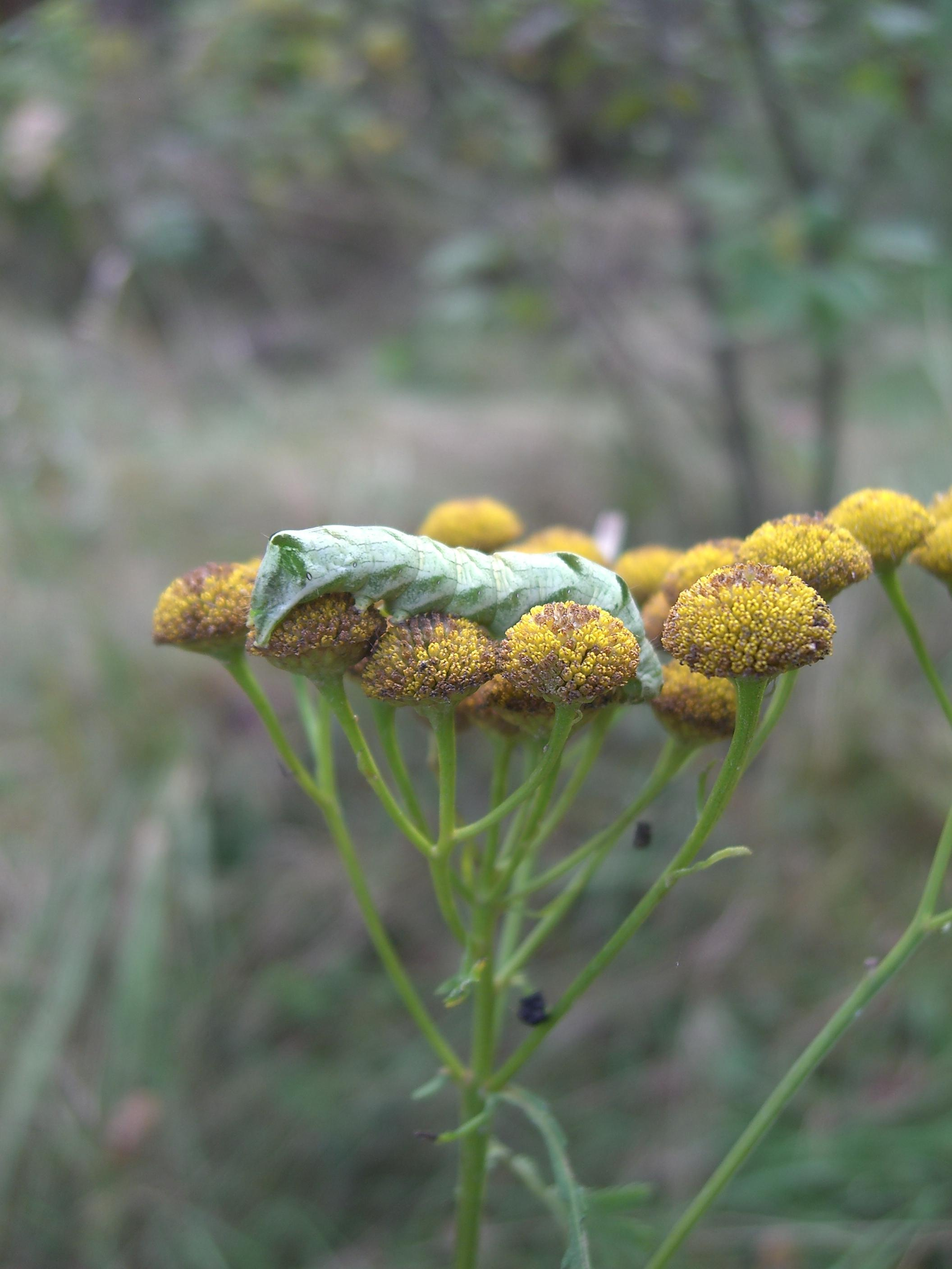 Природа. Матвей Лебедев: фото и видео, сайты. Москва, Жуковский, Малаховка