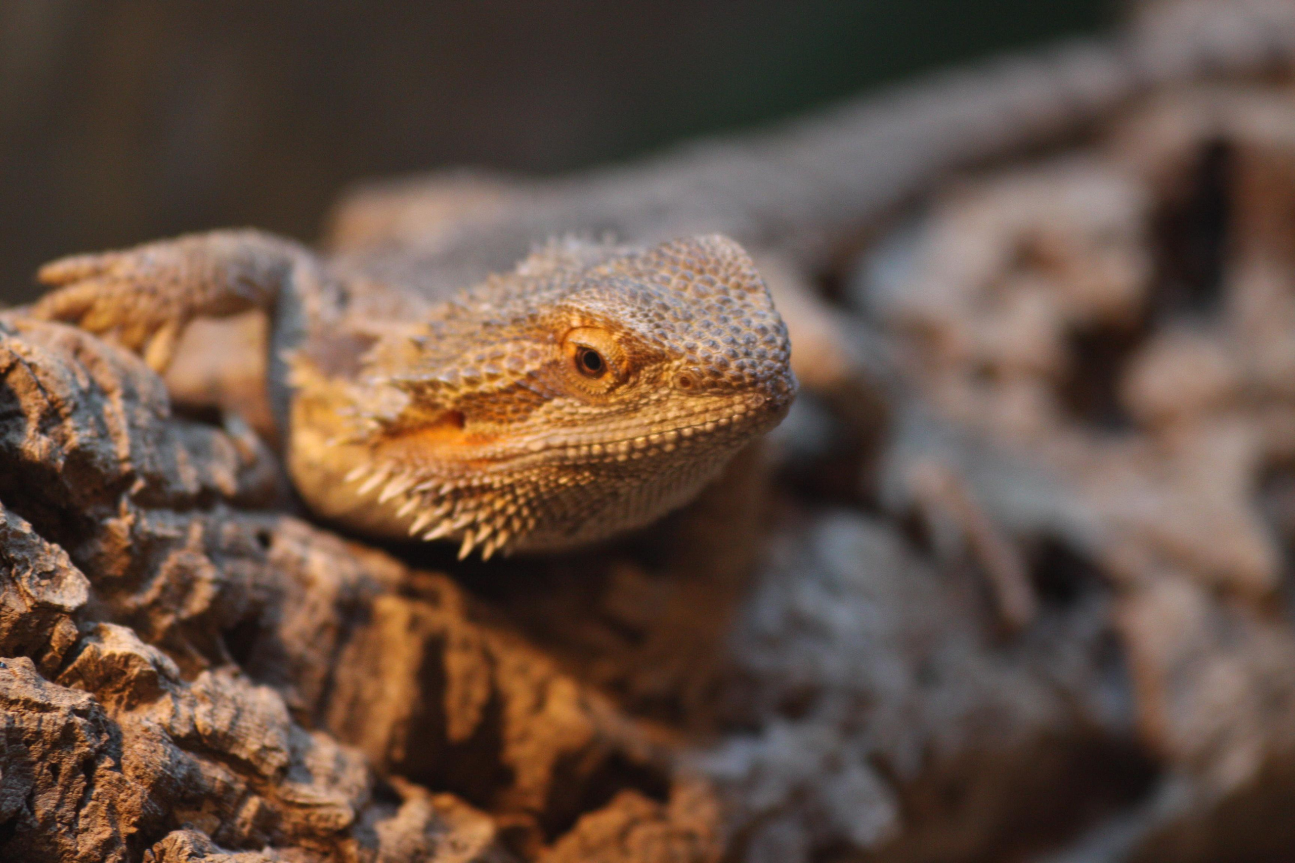 Природа. Матвей Лебедев: фото и видео, сайты. Москва, Жуковский, Малаховка