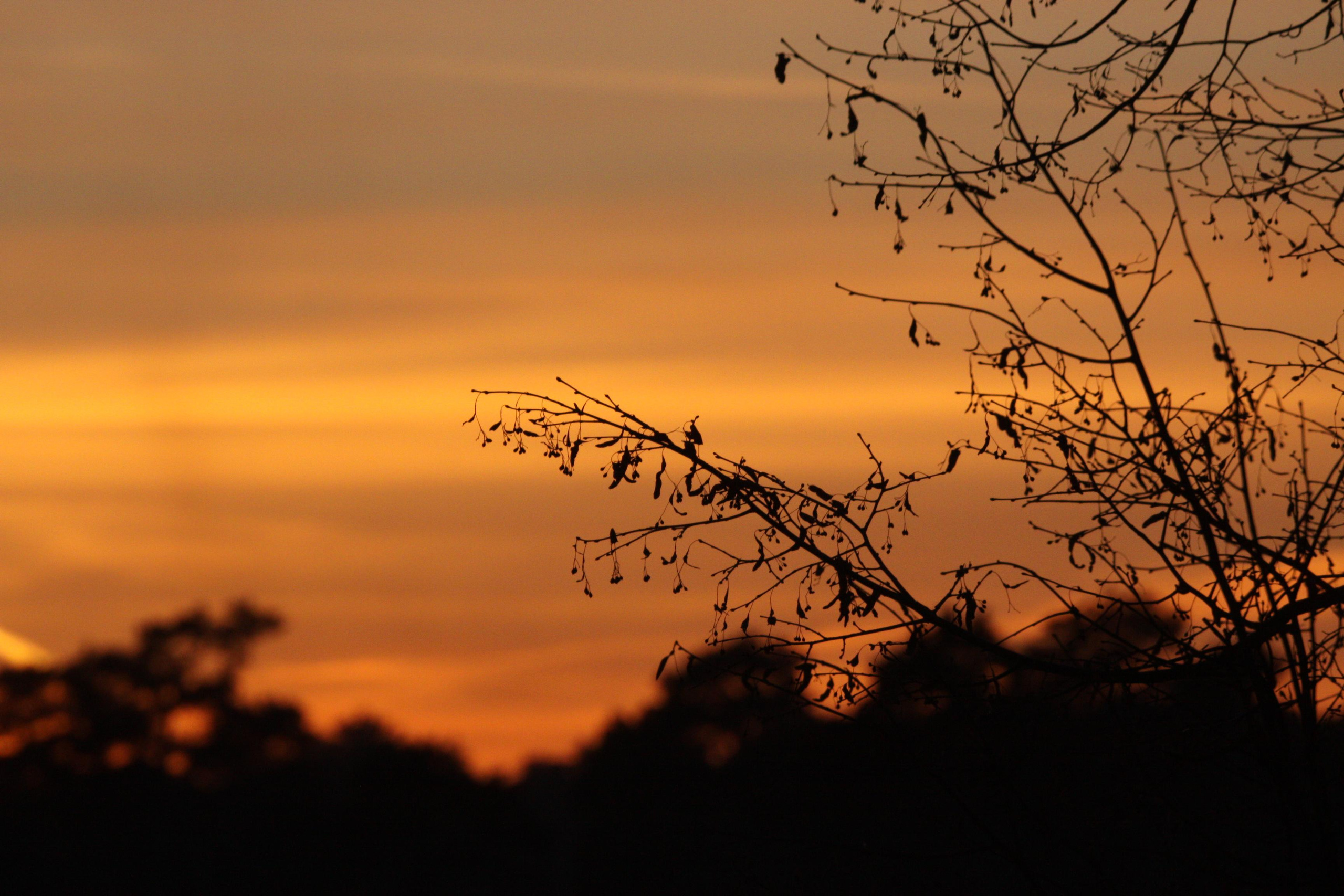 Природа. Матвей Лебедев: фото и видео, сайты. Москва, Жуковский, Малаховка