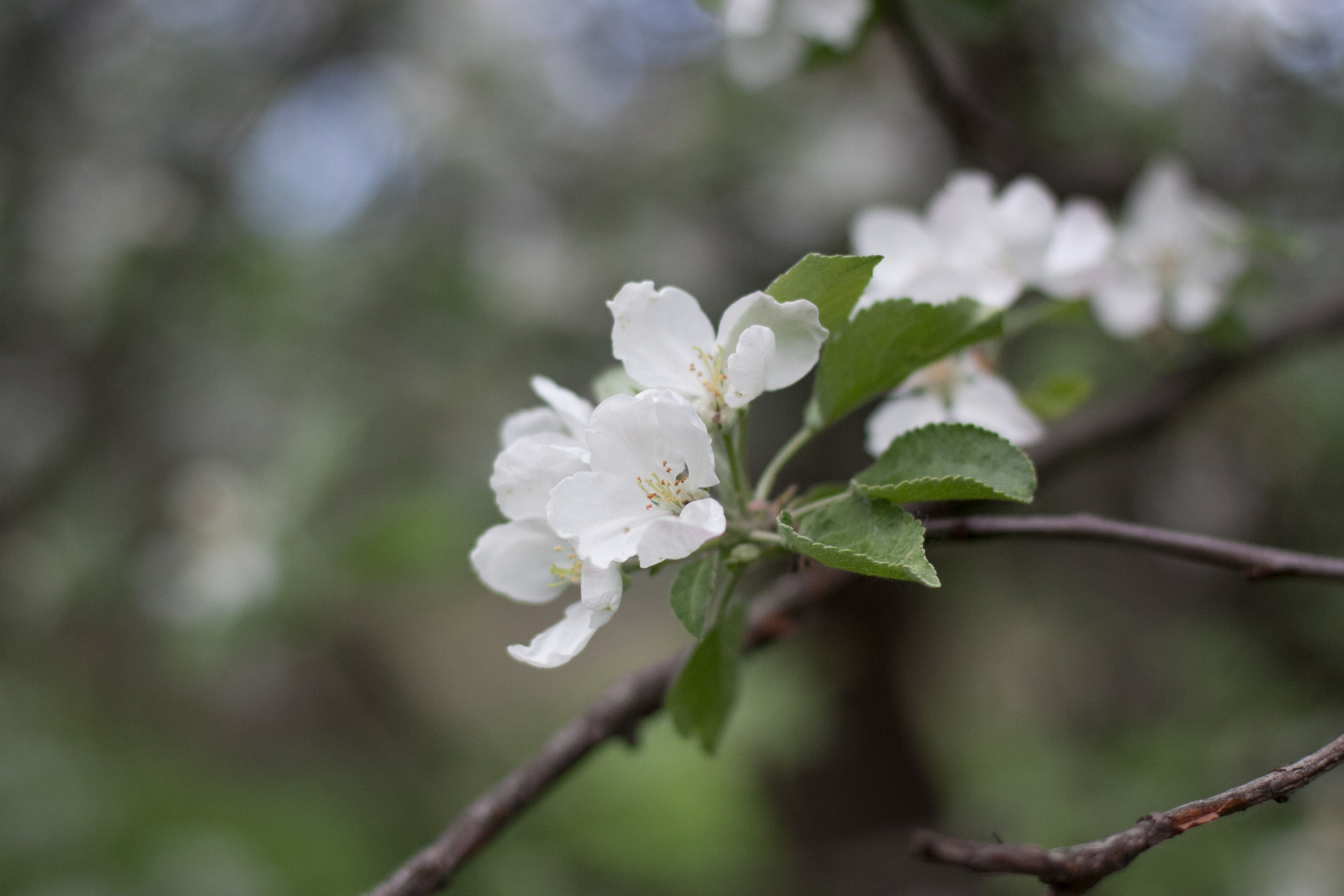 Природа. Матвей Лебедев: фото и видео, сайты. Москва, Жуковский, Малаховка