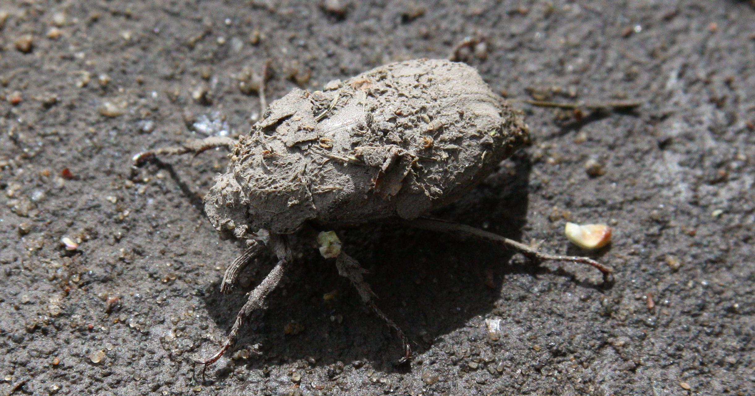 Природа. Матвей Лебедев: фото и видео, сайты. Москва, Жуковский, Малаховка