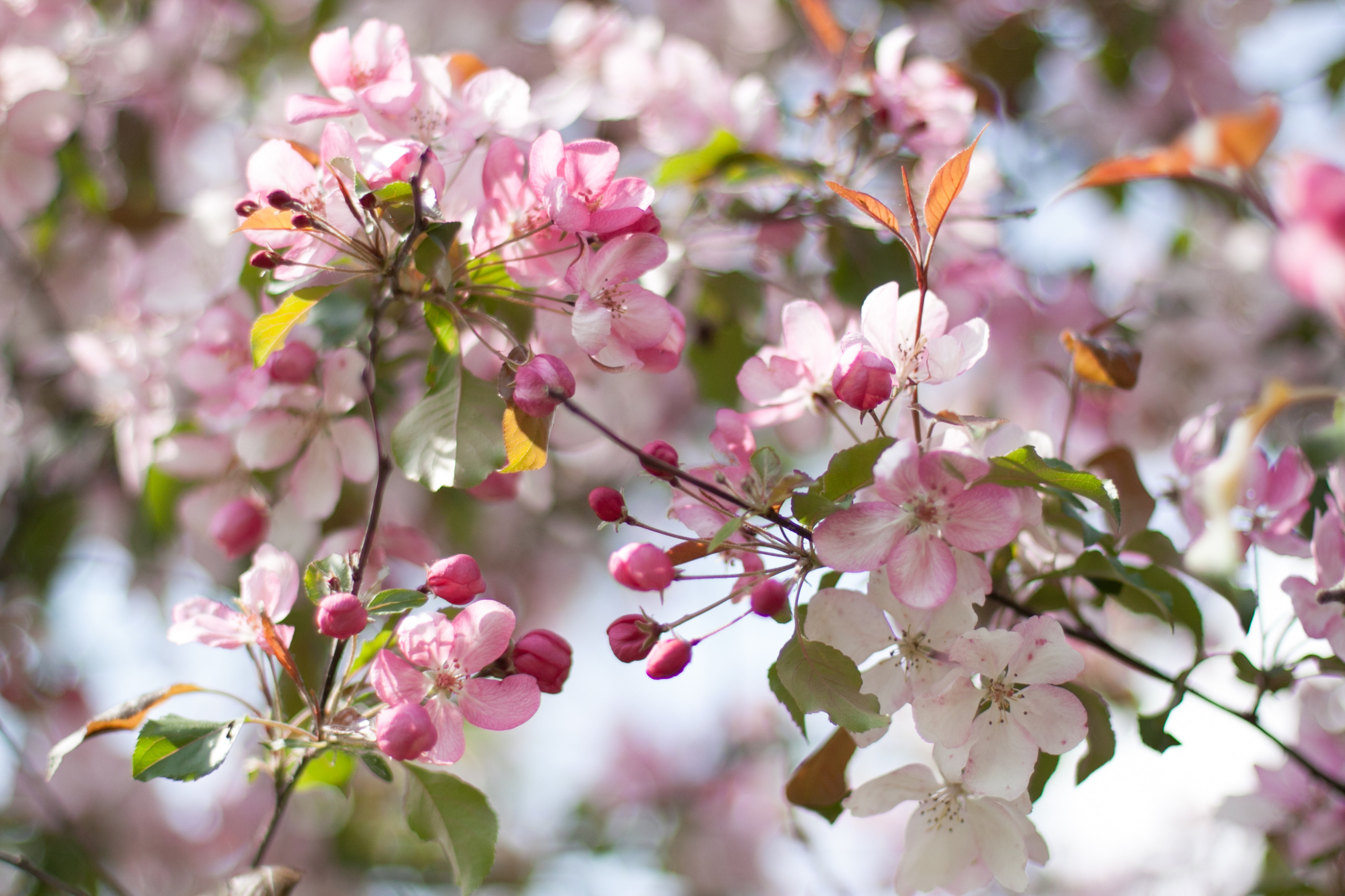 Природа. Матвей Лебедев: фото и видео, сайты. Москва, Жуковский, Малаховка