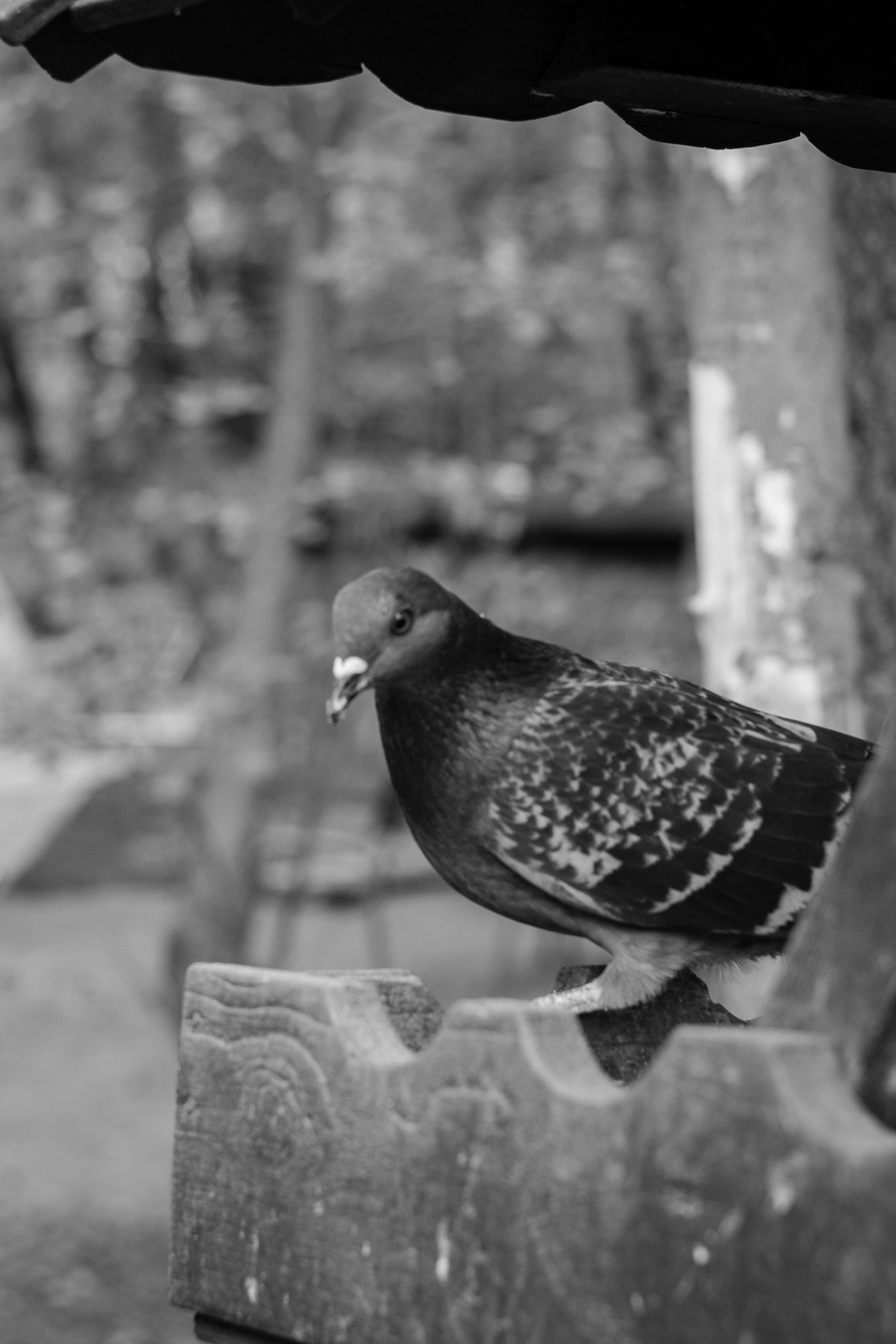 Природа. Матвей Лебедев: фото и видео, сайты. Москва, Жуковский, Малаховка