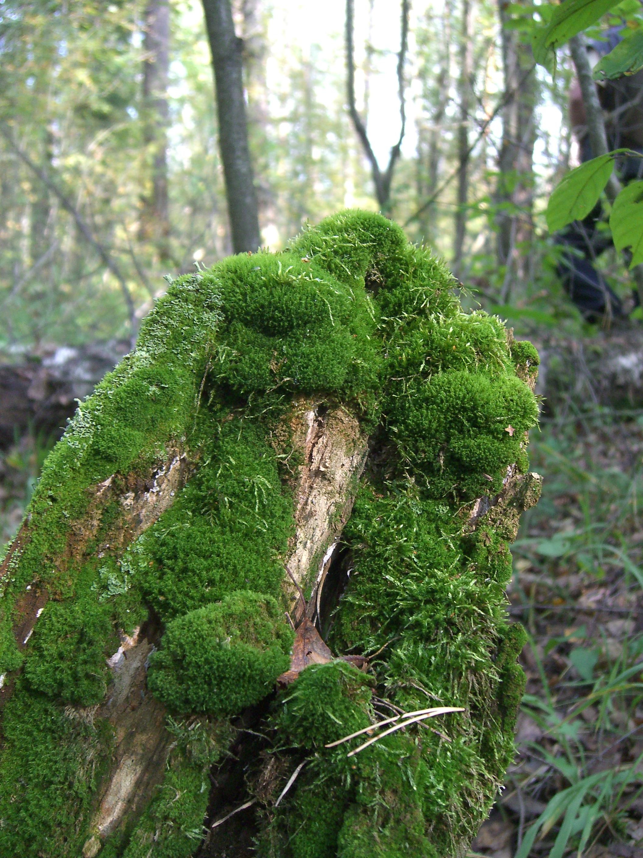 Природа. Матвей Лебедев: фото и видео, сайты. Москва, Жуковский, Малаховка