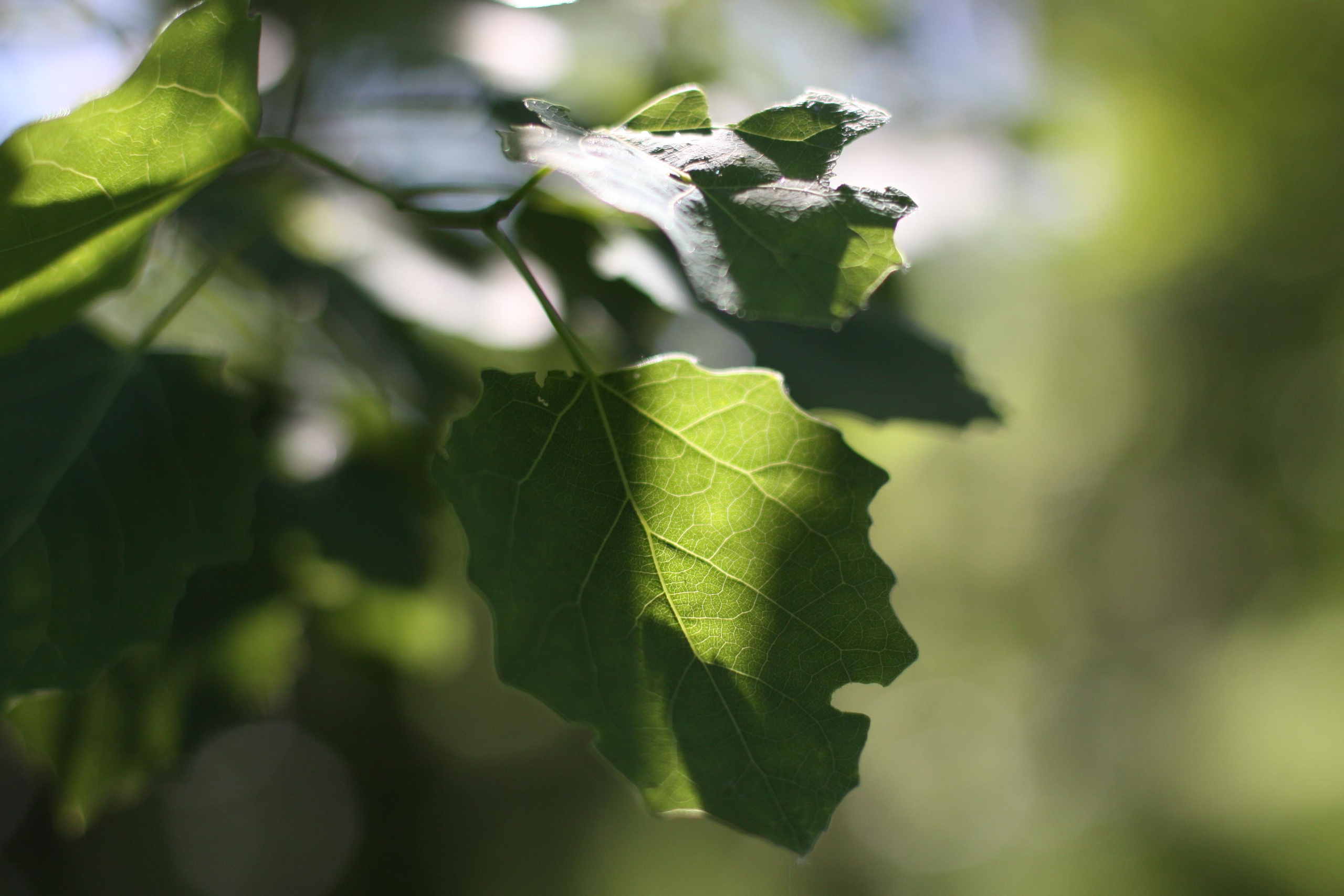 Природа. Матвей Лебедев: фото и видео, сайты. Москва, Жуковский, Малаховка
