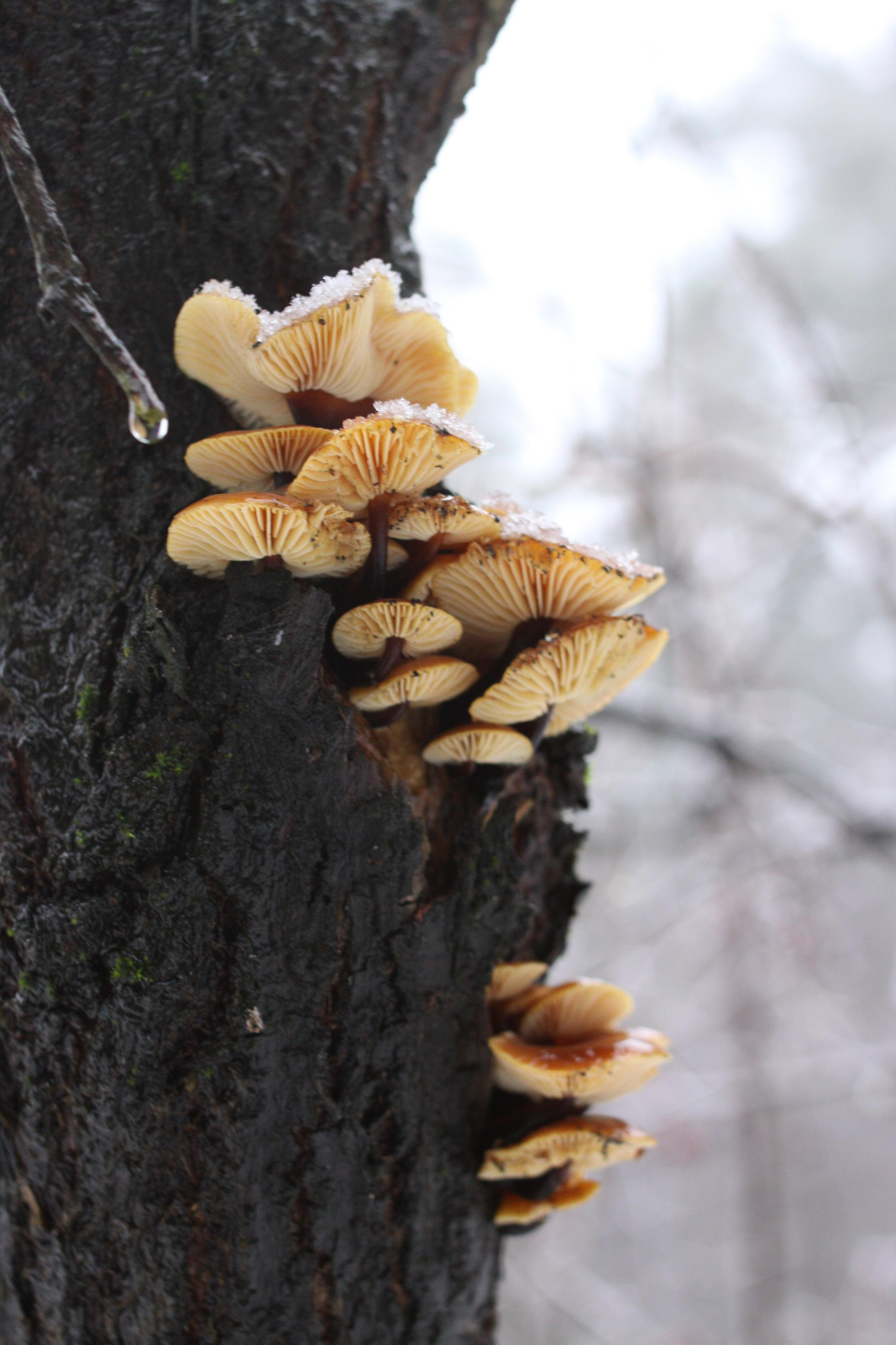 Природа. Матвей Лебедев: фото и видео, сайты. Москва, Жуковский, Малаховка