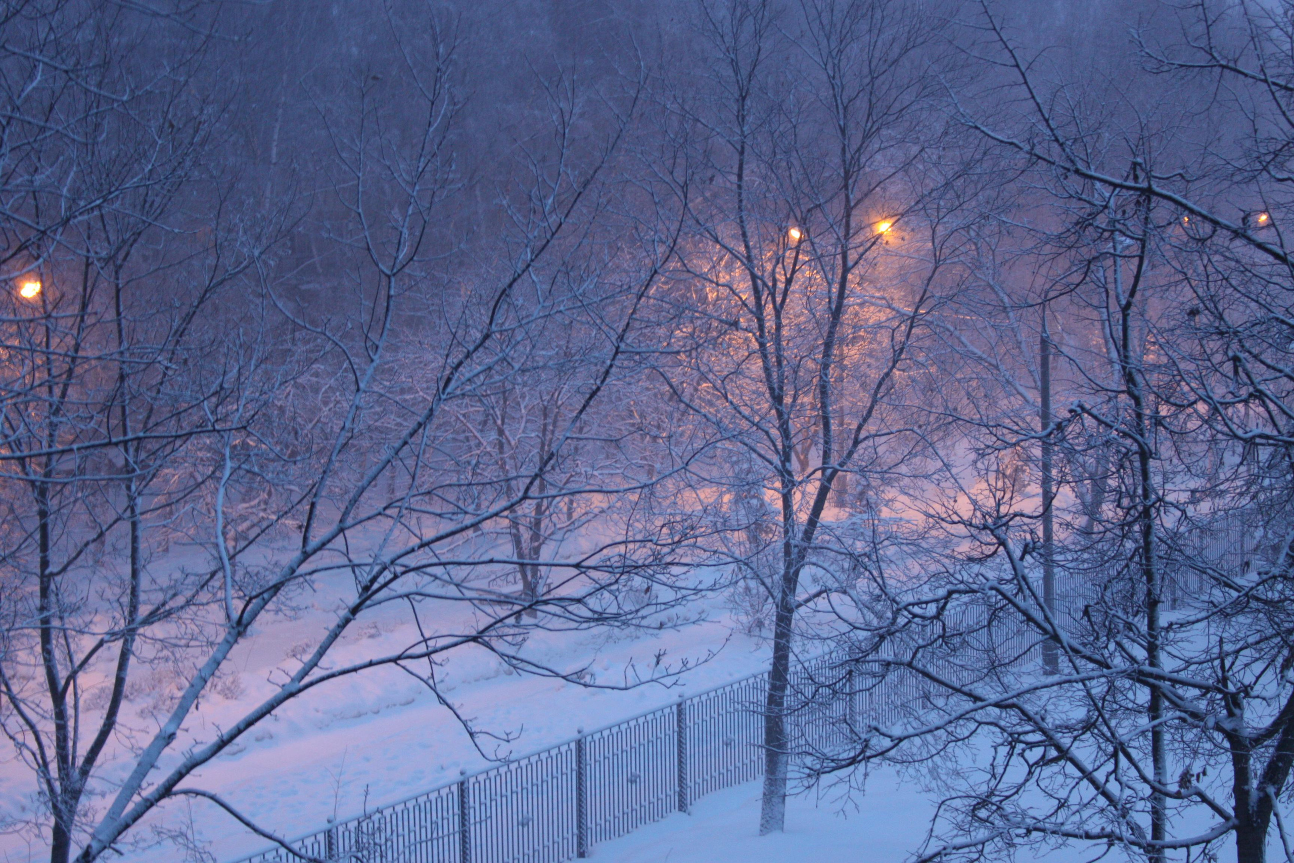 Природа. Матвей Лебедев: фото и видео, сайты. Москва, Жуковский, Малаховка