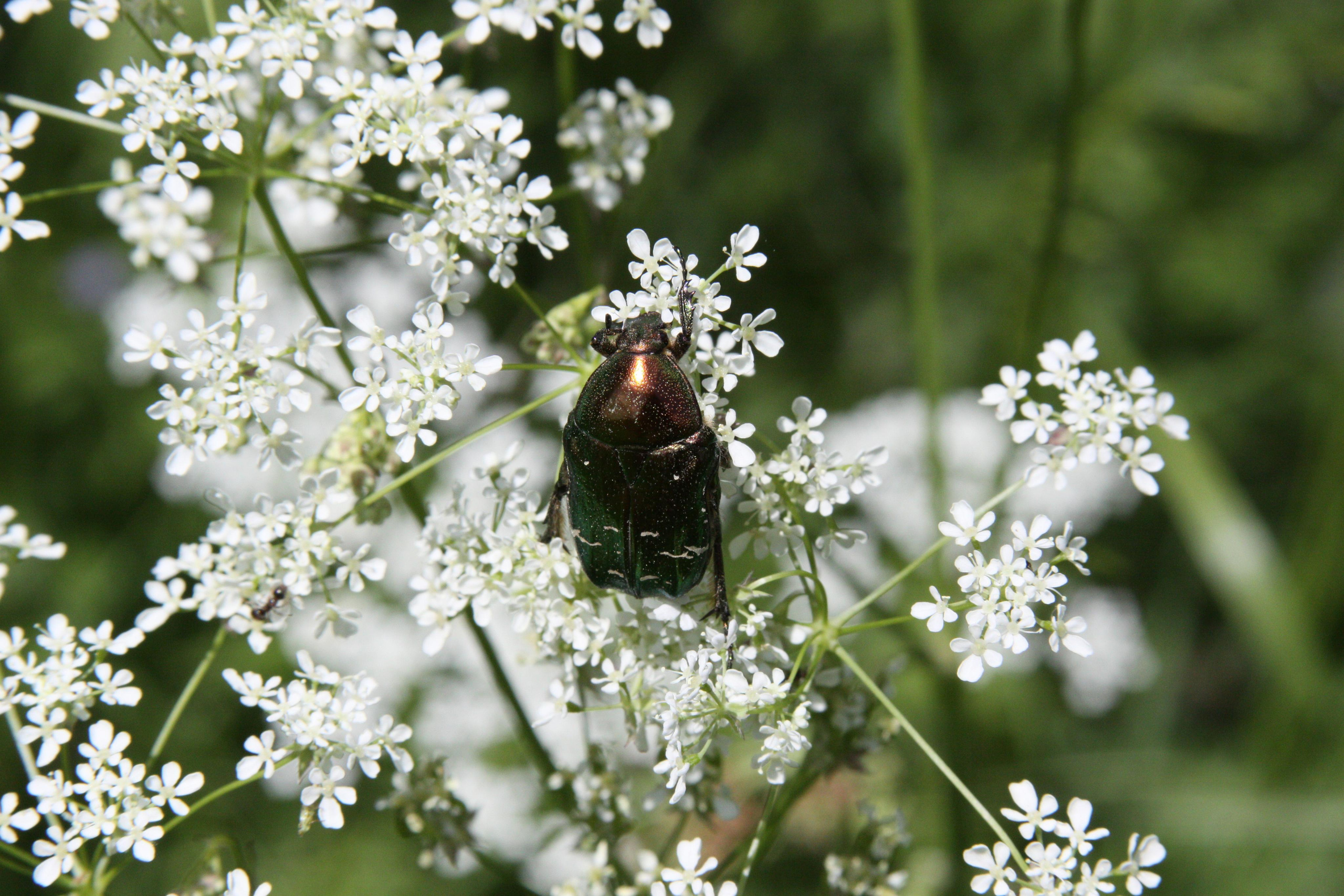 Природа. Матвей Лебедев: фото и видео, сайты. Москва, Жуковский, Малаховка