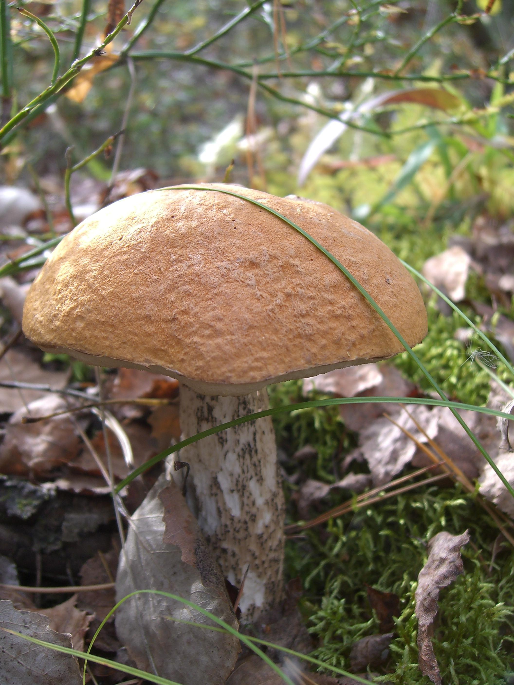 Природа. Матвей Лебедев: фото и видео, сайты. Москва, Жуковский, Малаховка