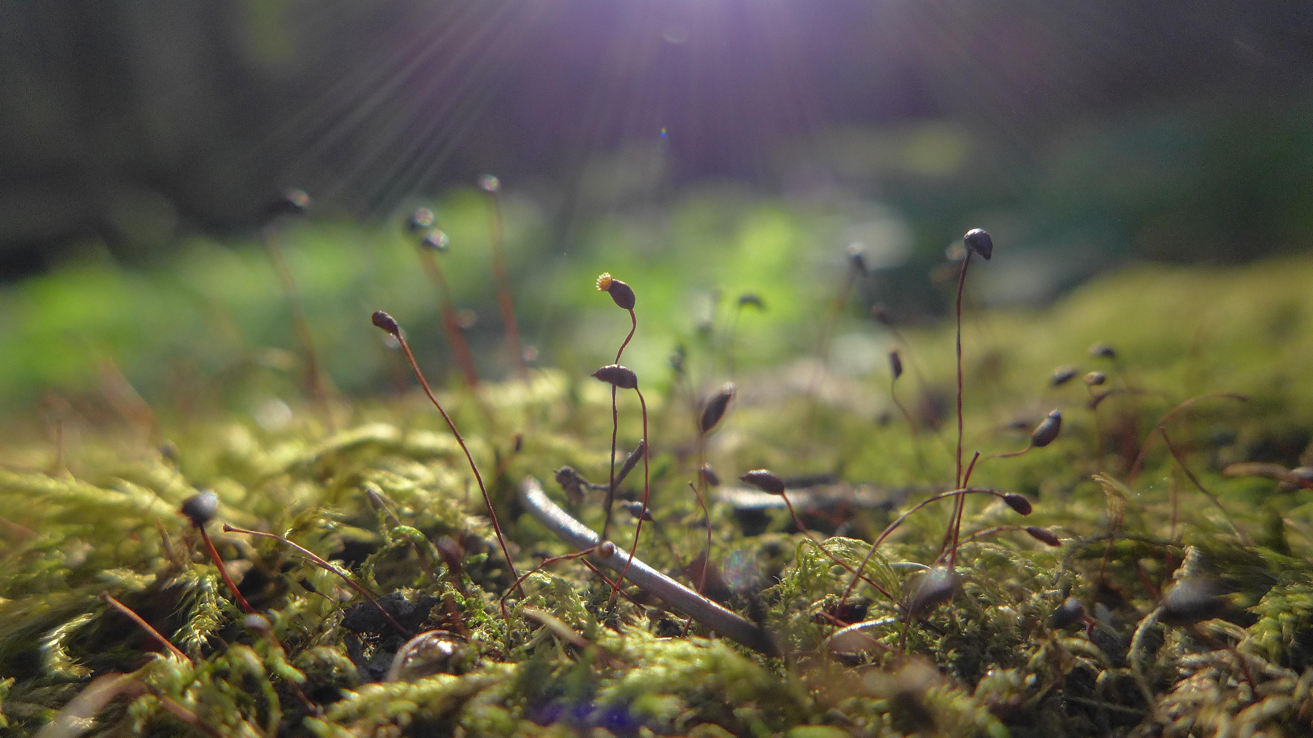 Природа. Матвей Лебедев: фото и видео, сайты. Москва, Жуковский, Малаховка