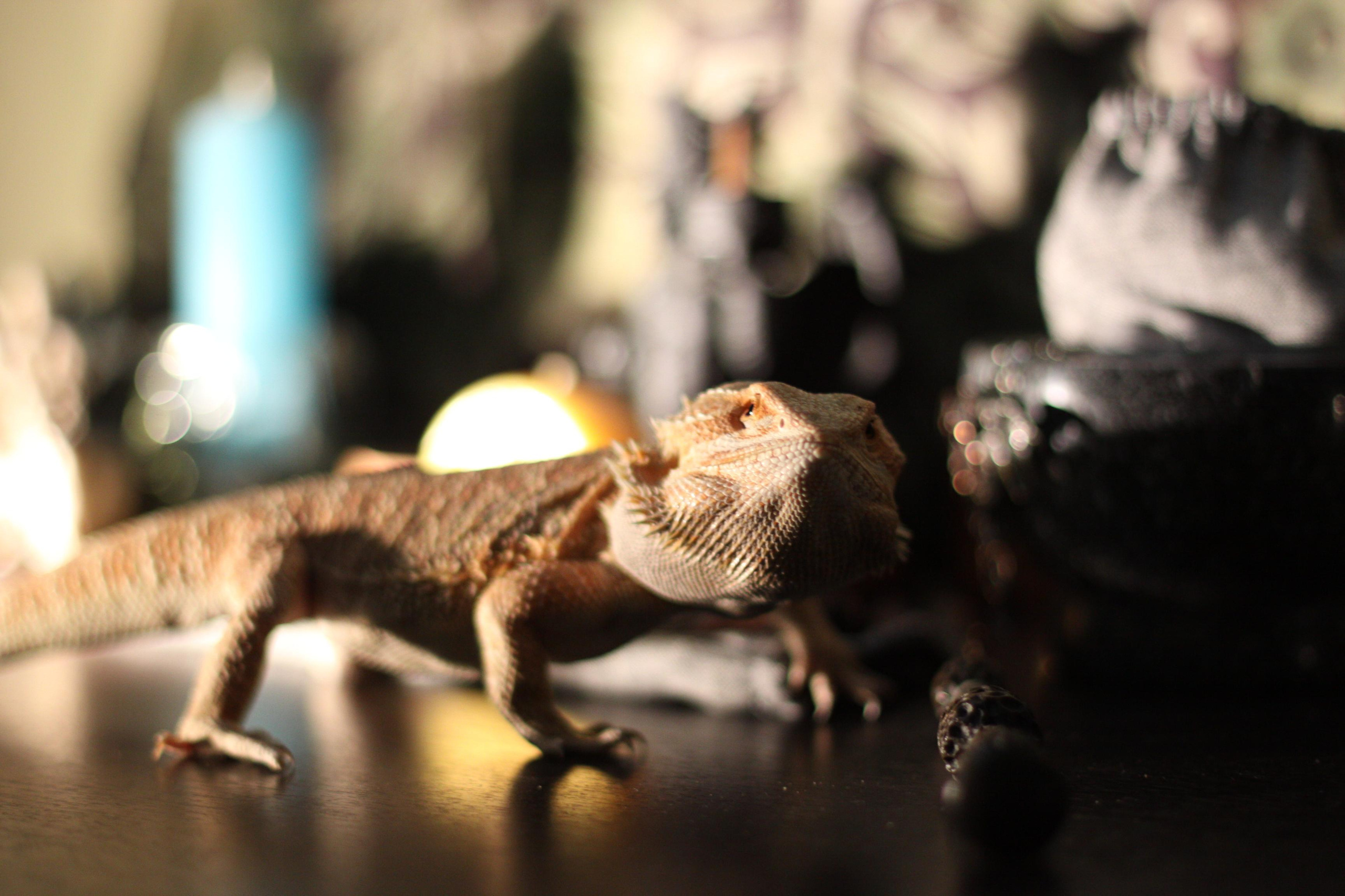 Природа. Матвей Лебедев: фото и видео, сайты. Москва, Жуковский, Малаховка