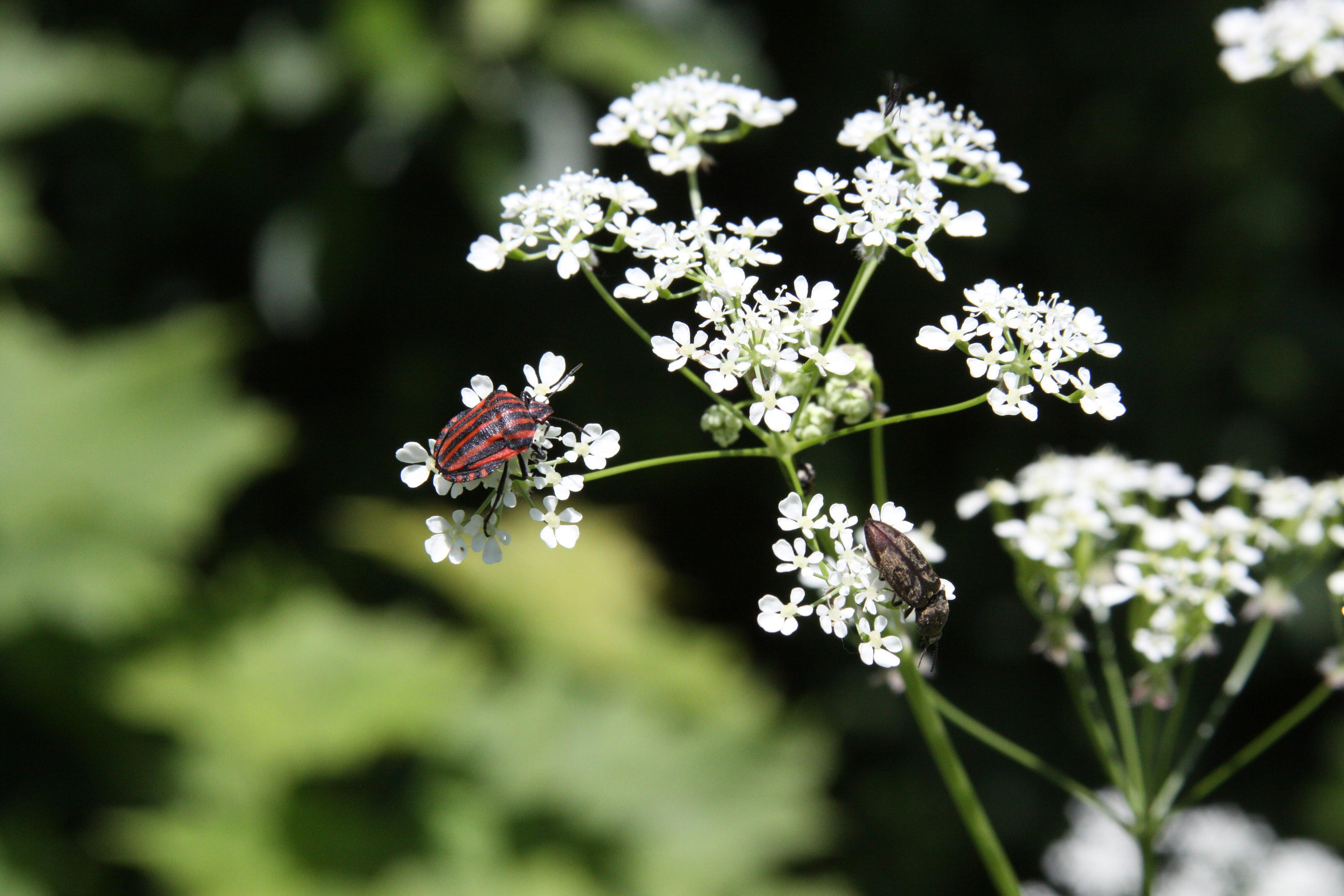 Природа. Матвей Лебедев: фото и видео, сайты. Москва, Жуковский, Малаховка