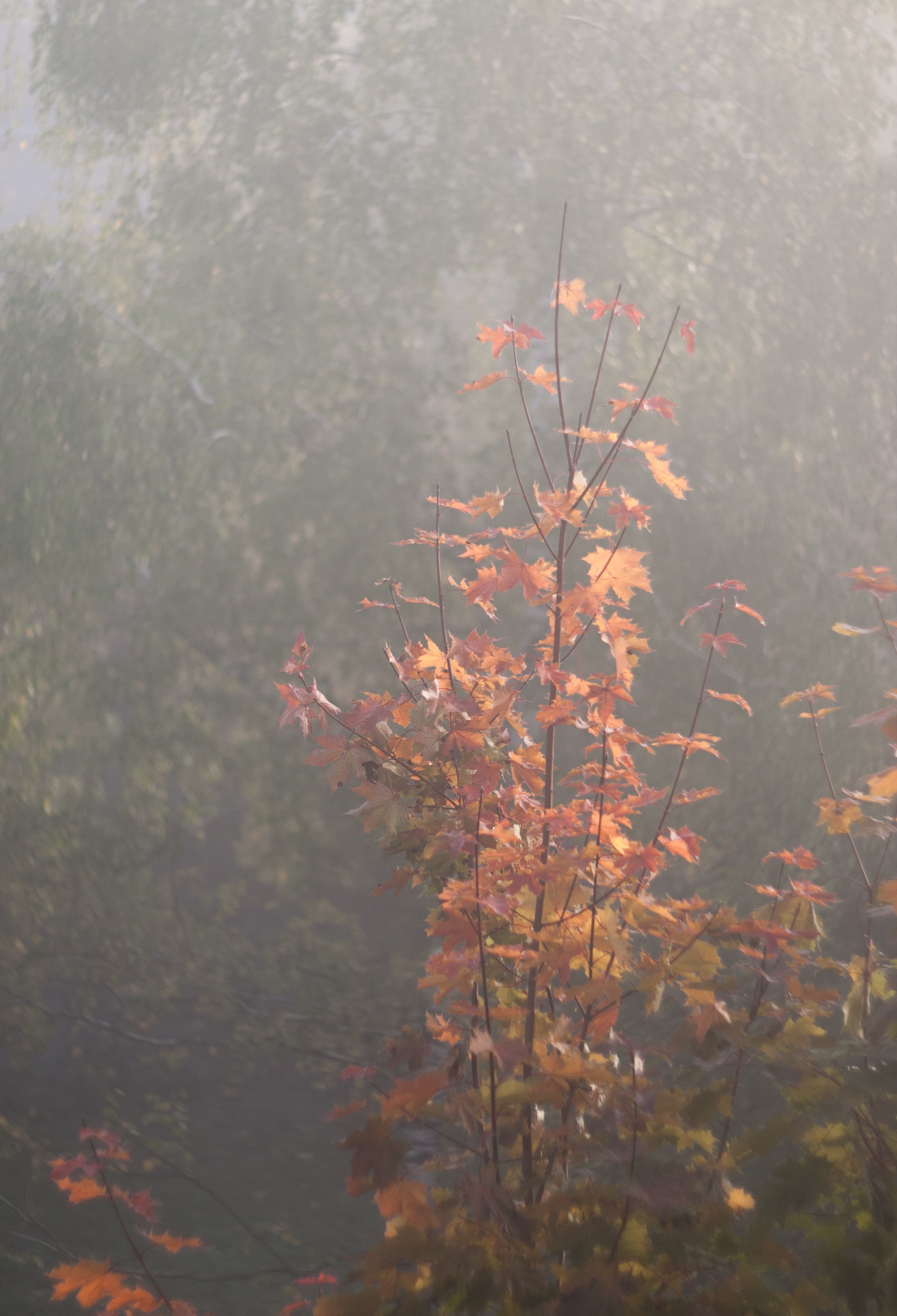 Природа. Матвей Лебедев: фото и видео, сайты. Москва, Жуковский, Малаховка