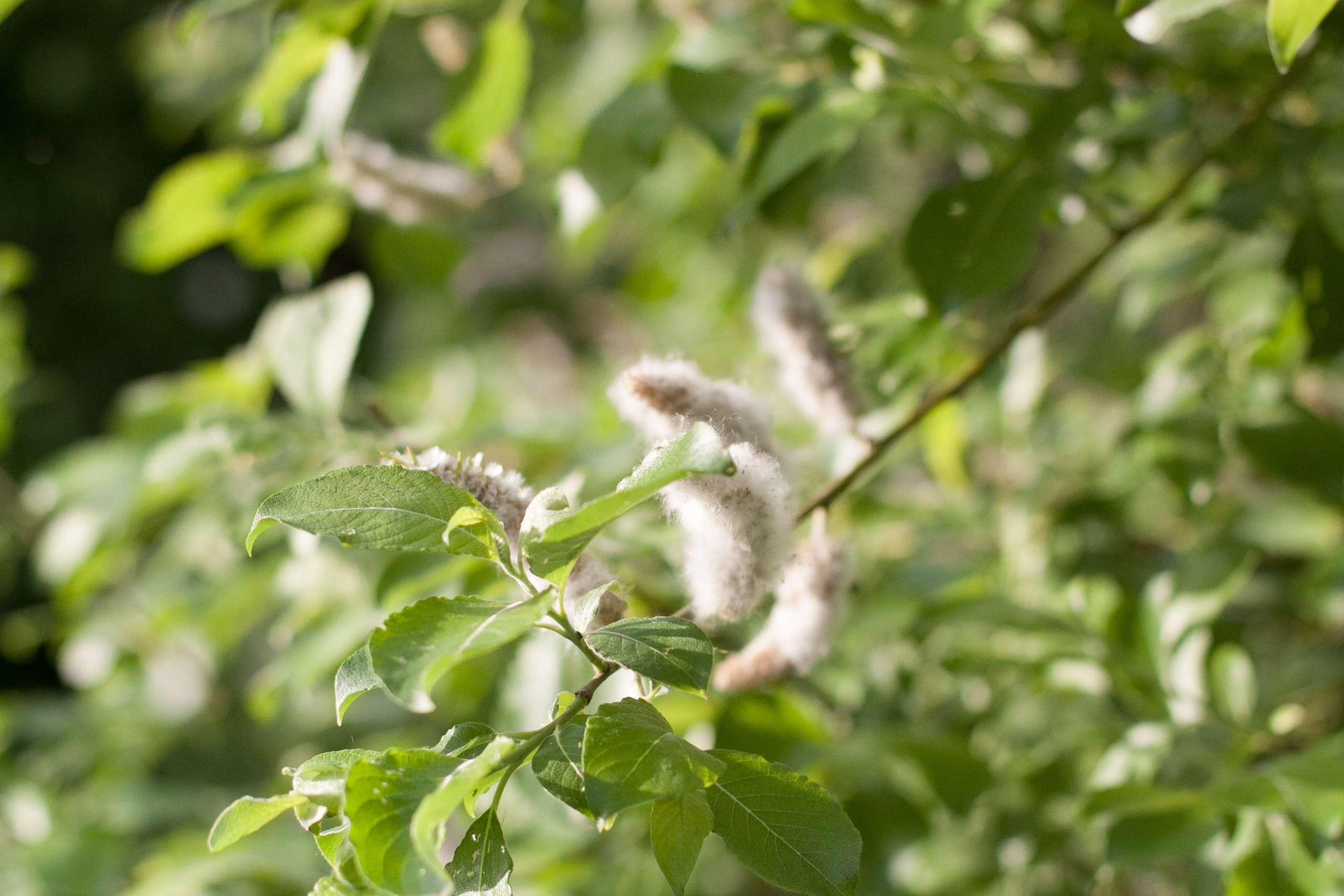 Природа. Матвей Лебедев: фото и видео, сайты. Москва, Жуковский, Малаховка